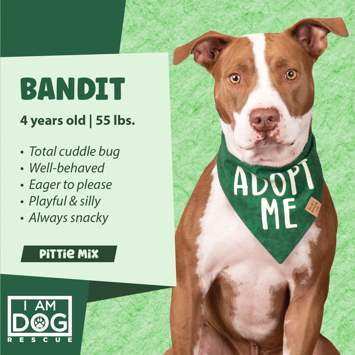 Bandit, a Adoptable mixed breed in Cross Roads, TX image 3/6