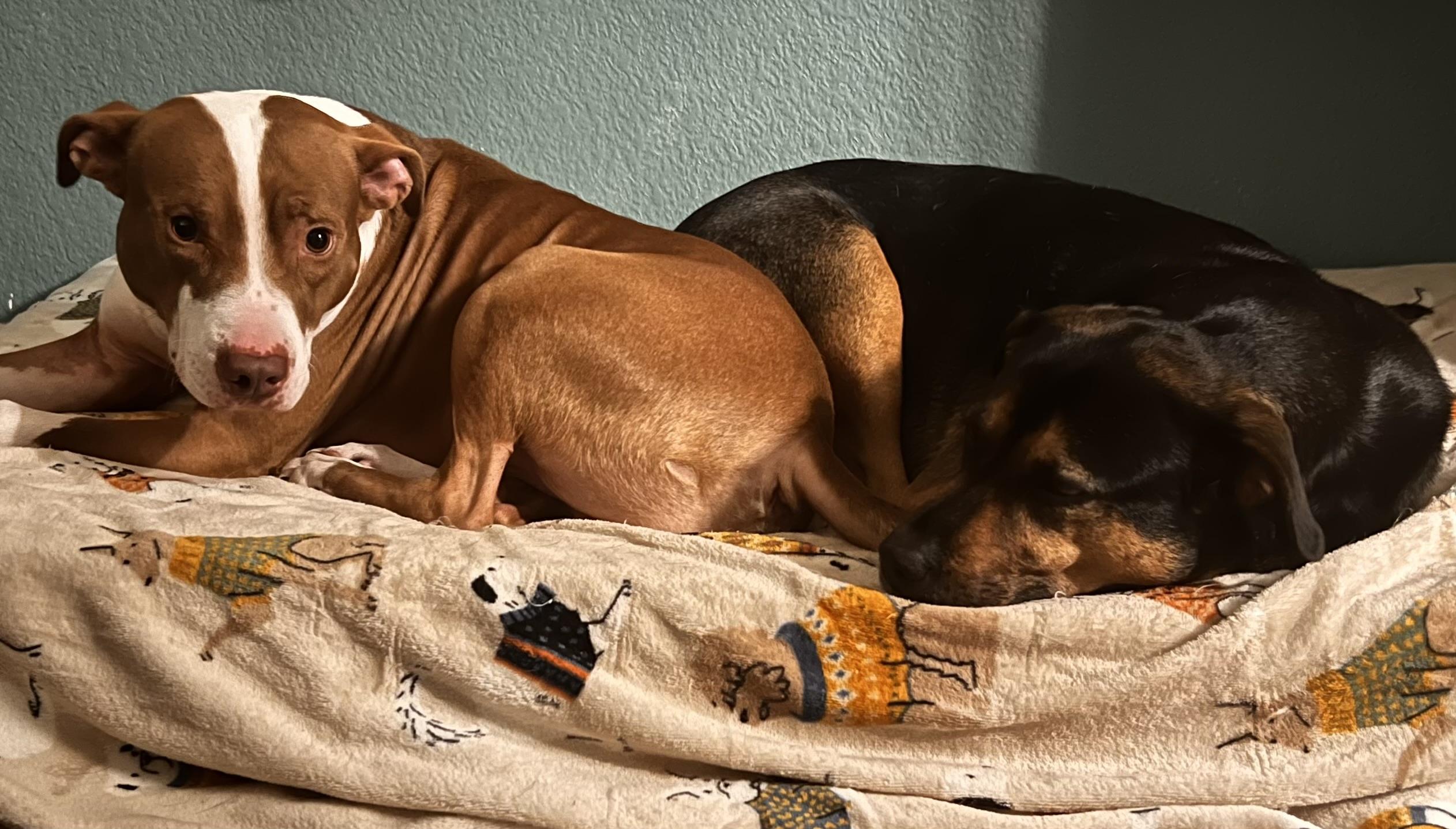 Bandit, a Adoptable mixed breed in Cross Roads, TX image 4/6