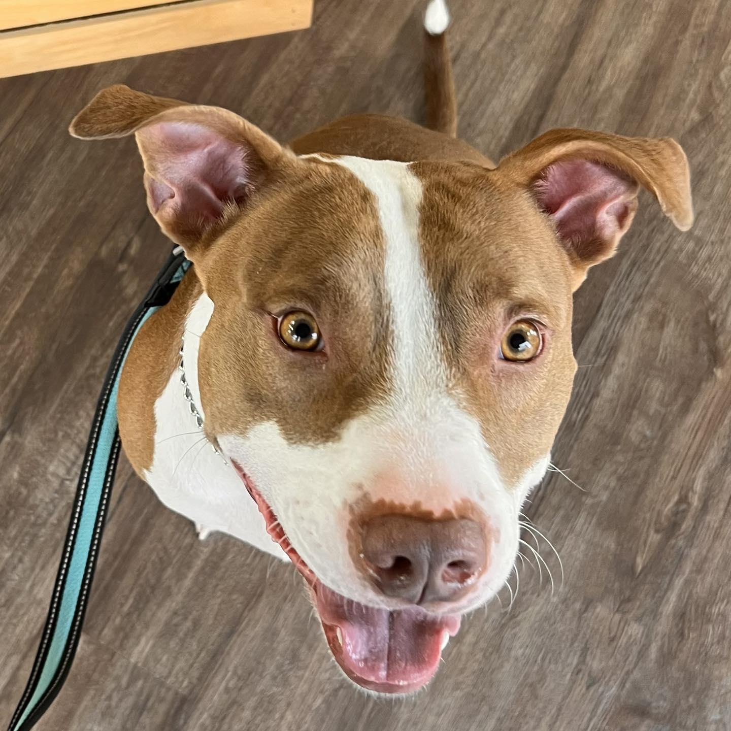 Bandit, a Adoptable mixed breed in Cross Roads, TX image 5/6