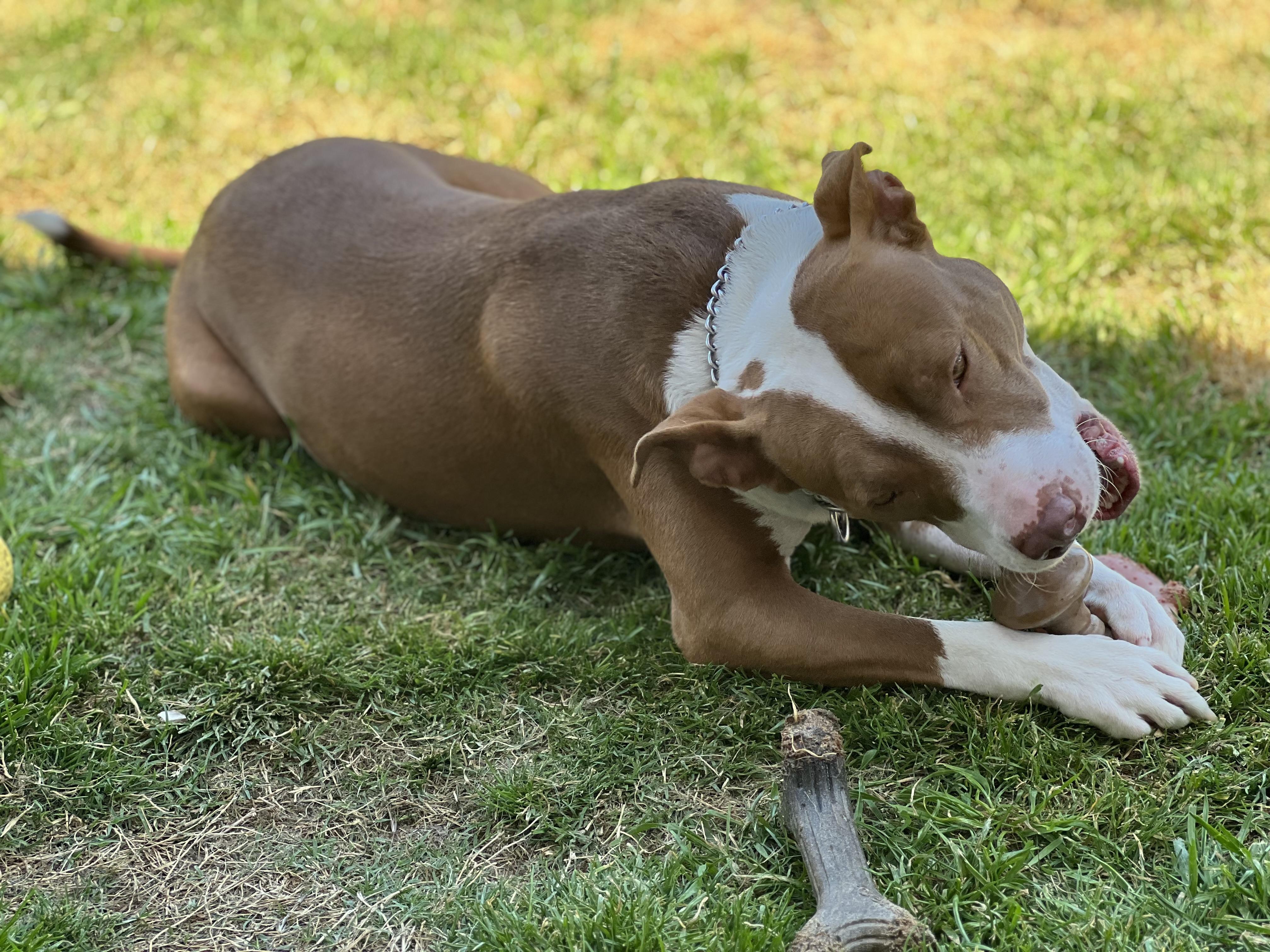 Bandit, a Adoptable mixed breed in Cross Roads, TX image 6/6