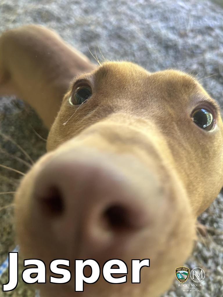 Jasper, Adoptable, Young Male Pit Bull Terrier.