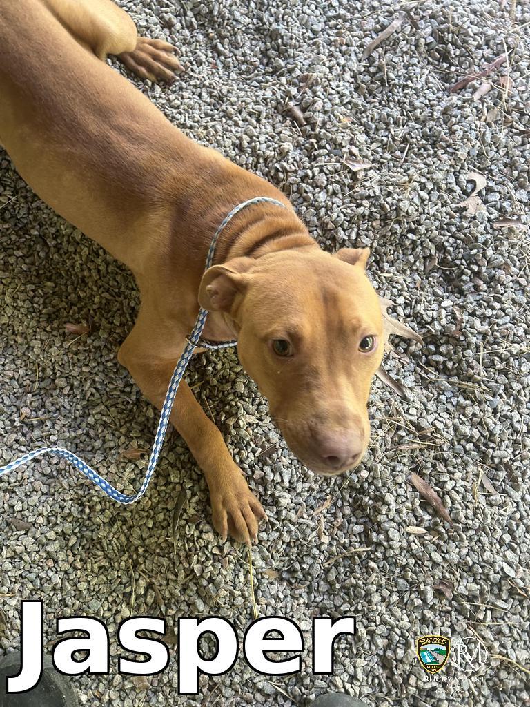 Enlarge Jasper, a Adoptable Pit Bull Terrier in Rocky Mount, NC image 2/2