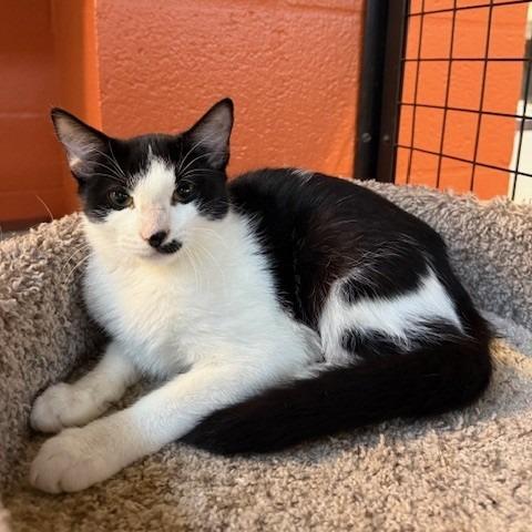 Fiona, Adoptable, Young Female Domestic Short Hair.