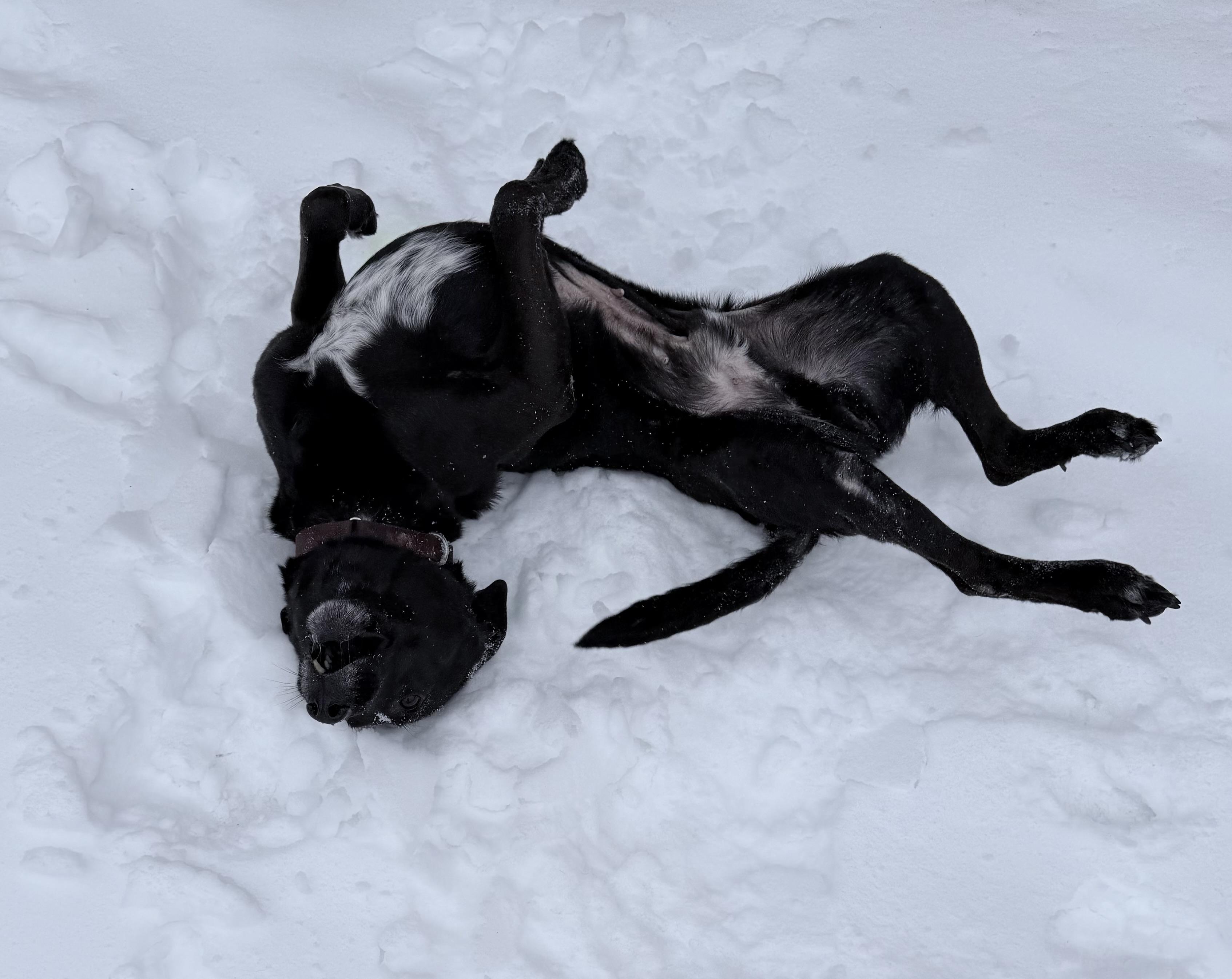 Enlarge Sebastian, a ADOPTABLE mixed breed in Brooks, ME image 3/3