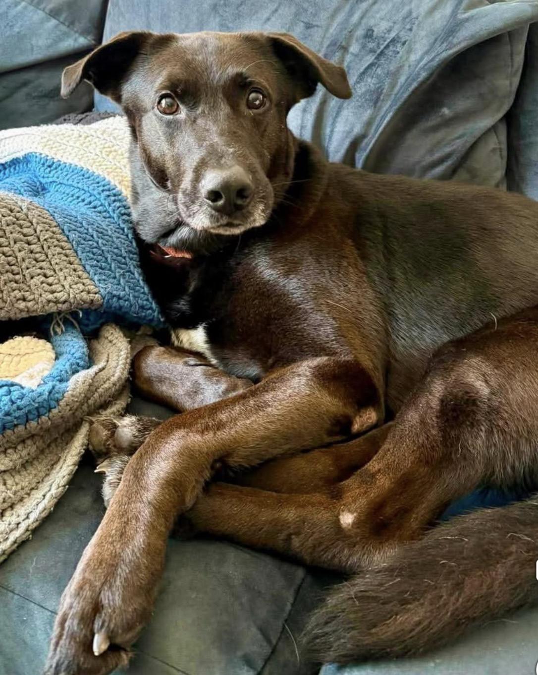 Enlarge Sebastian, a Adoptable mixed breed in Brooks, ME image 1/5