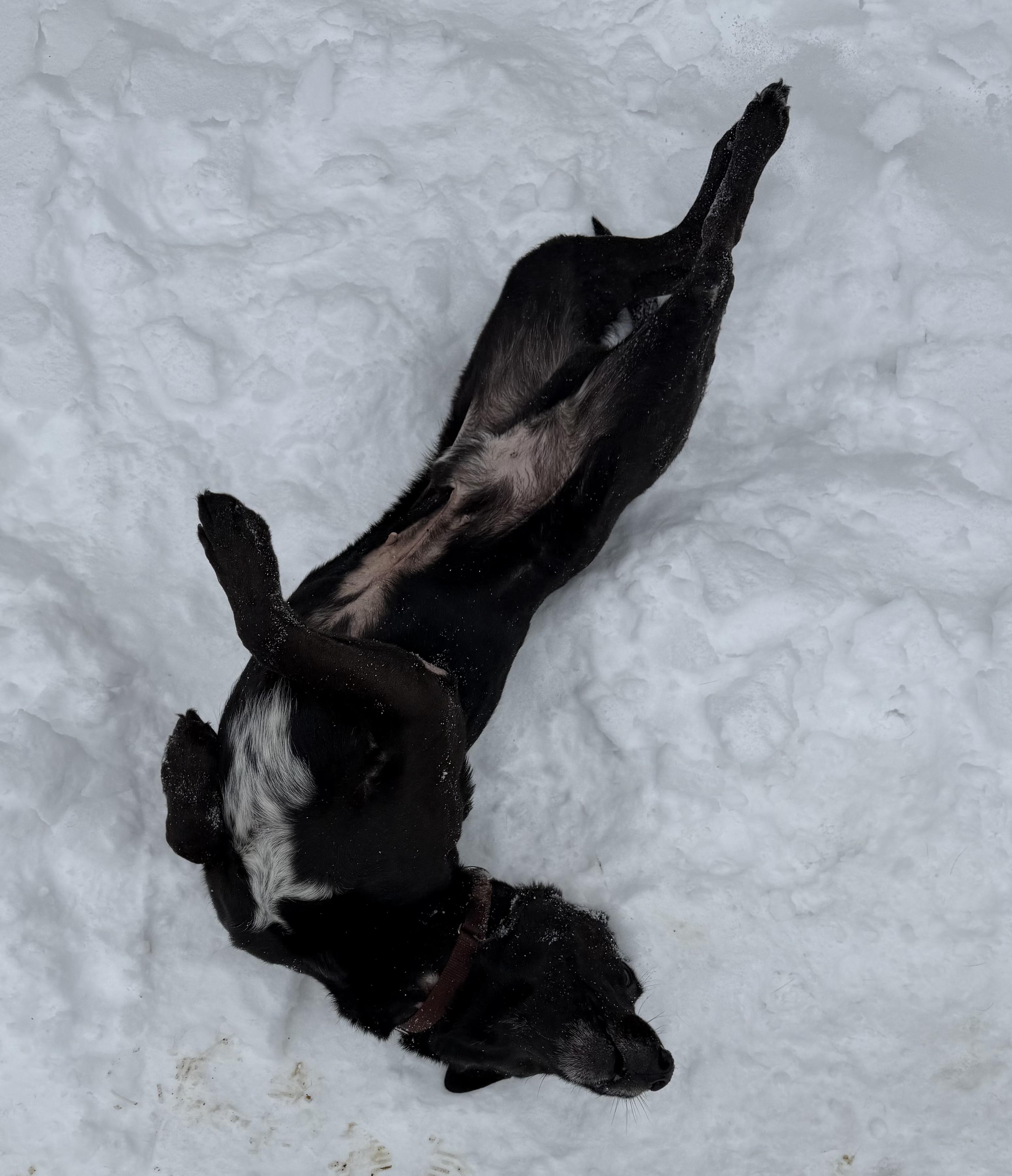 Enlarge Sebastian, a ADOPTABLE mixed breed in Brooks, ME image 2/3