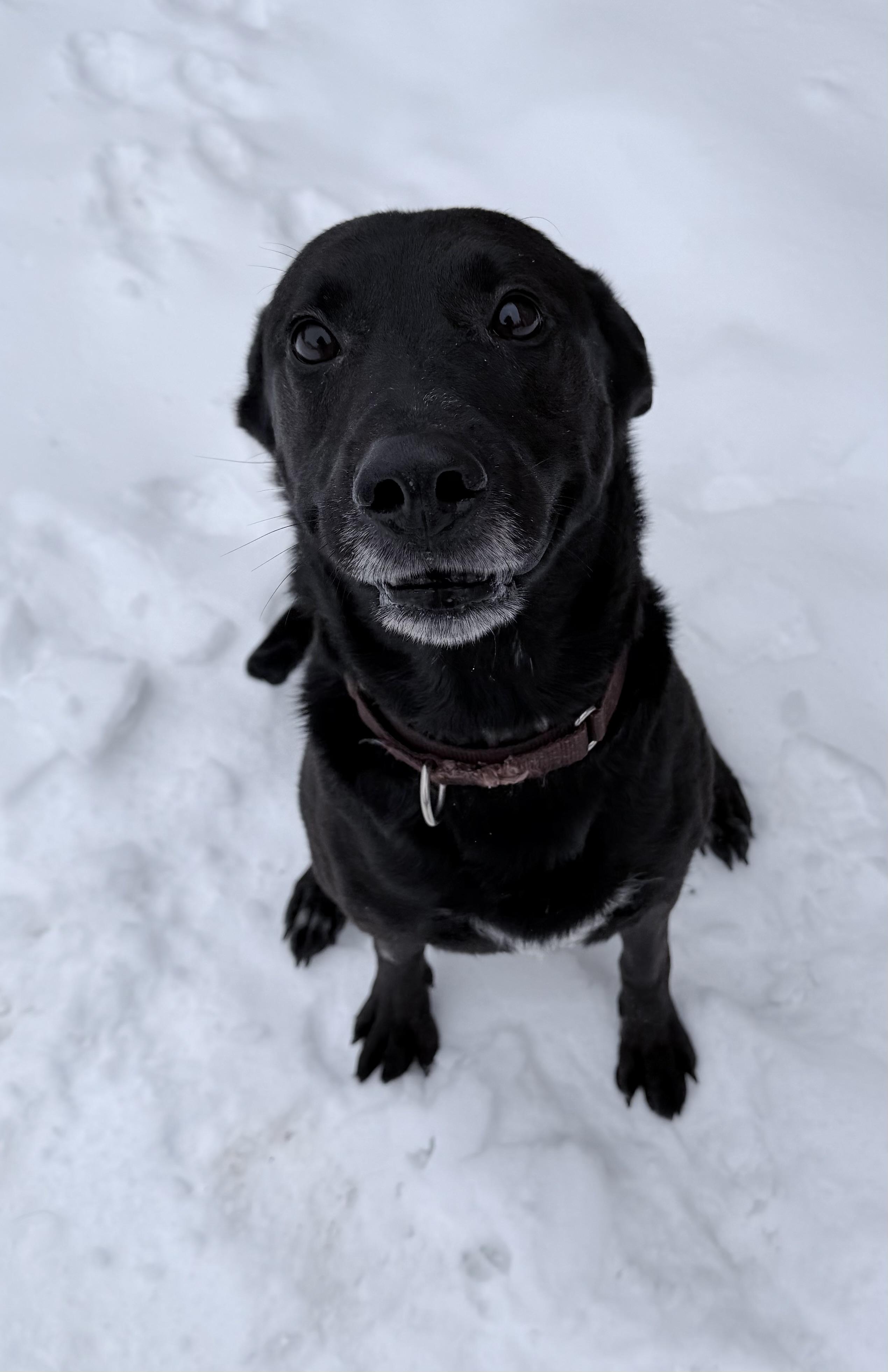Sebastian, ADOPTABLE, Senior Male German Shepherd Dog & Black Labrador Retriever.