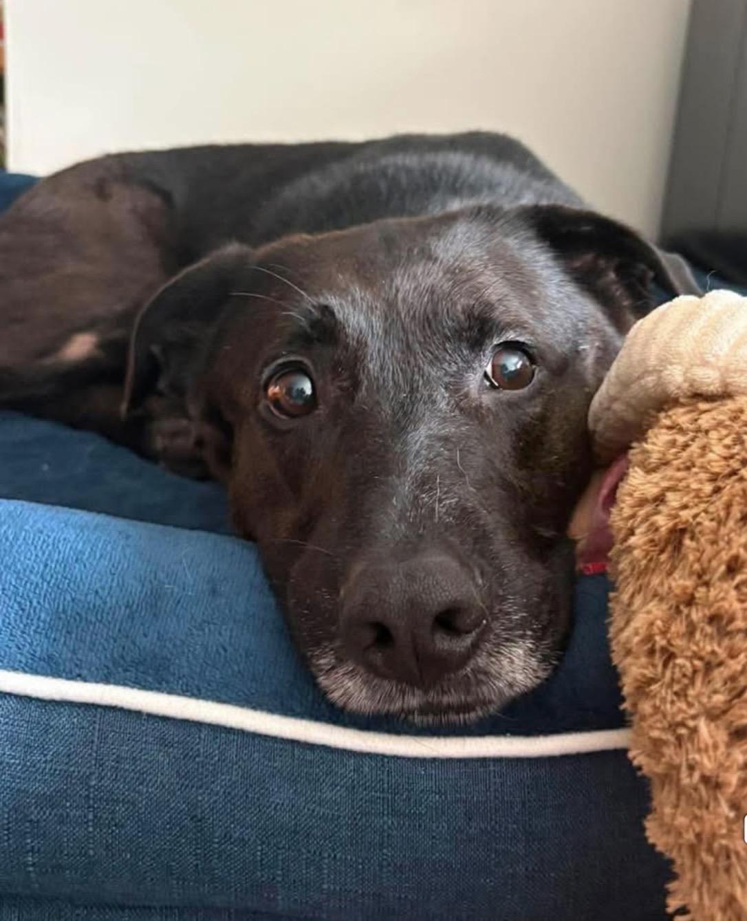 Enlarge Sebastian, a Adoptable mixed breed in Brooks, ME image 3/5