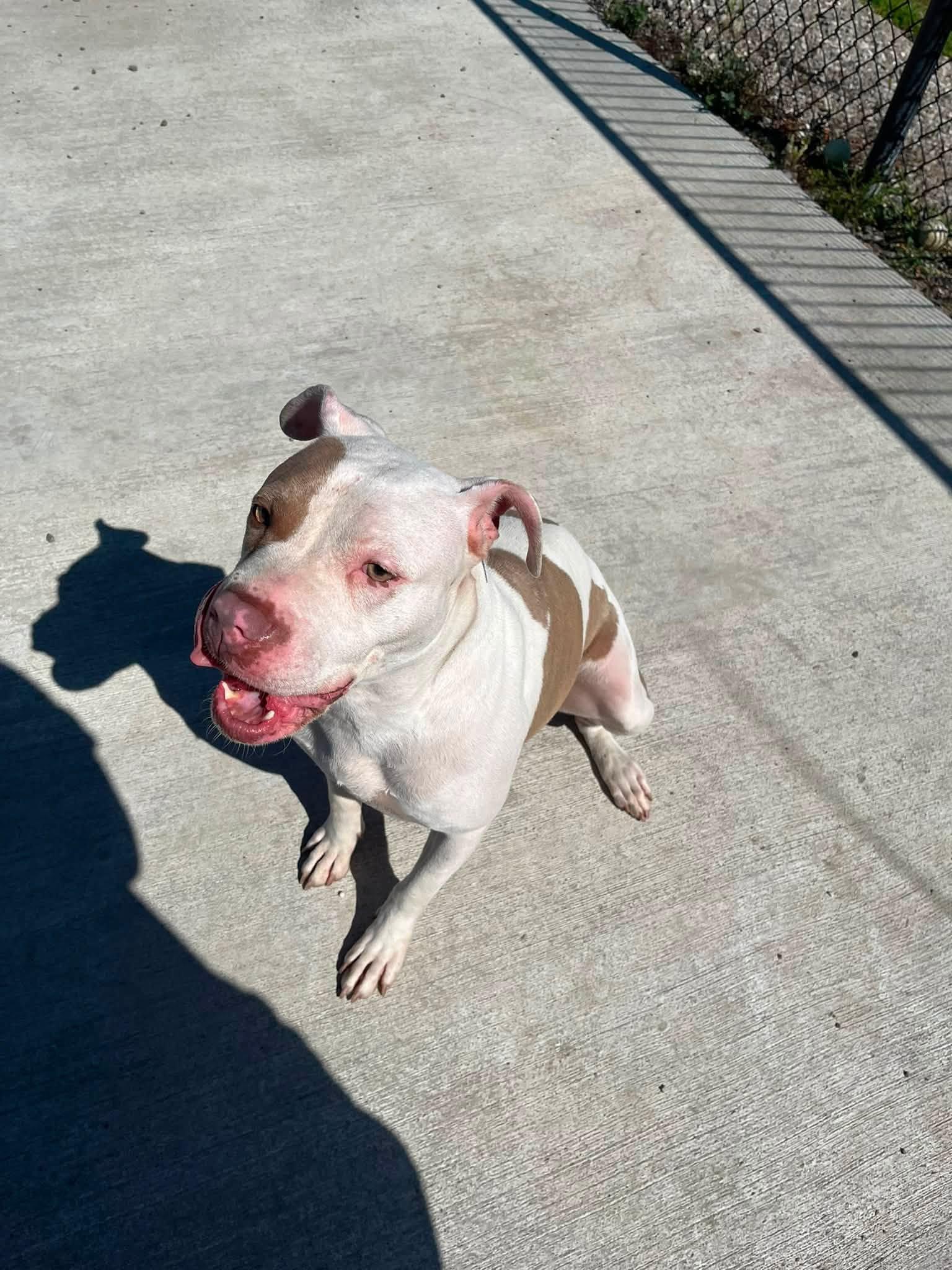 Alani, ADOPTABLE, Young Female Pit Bull Terrier.