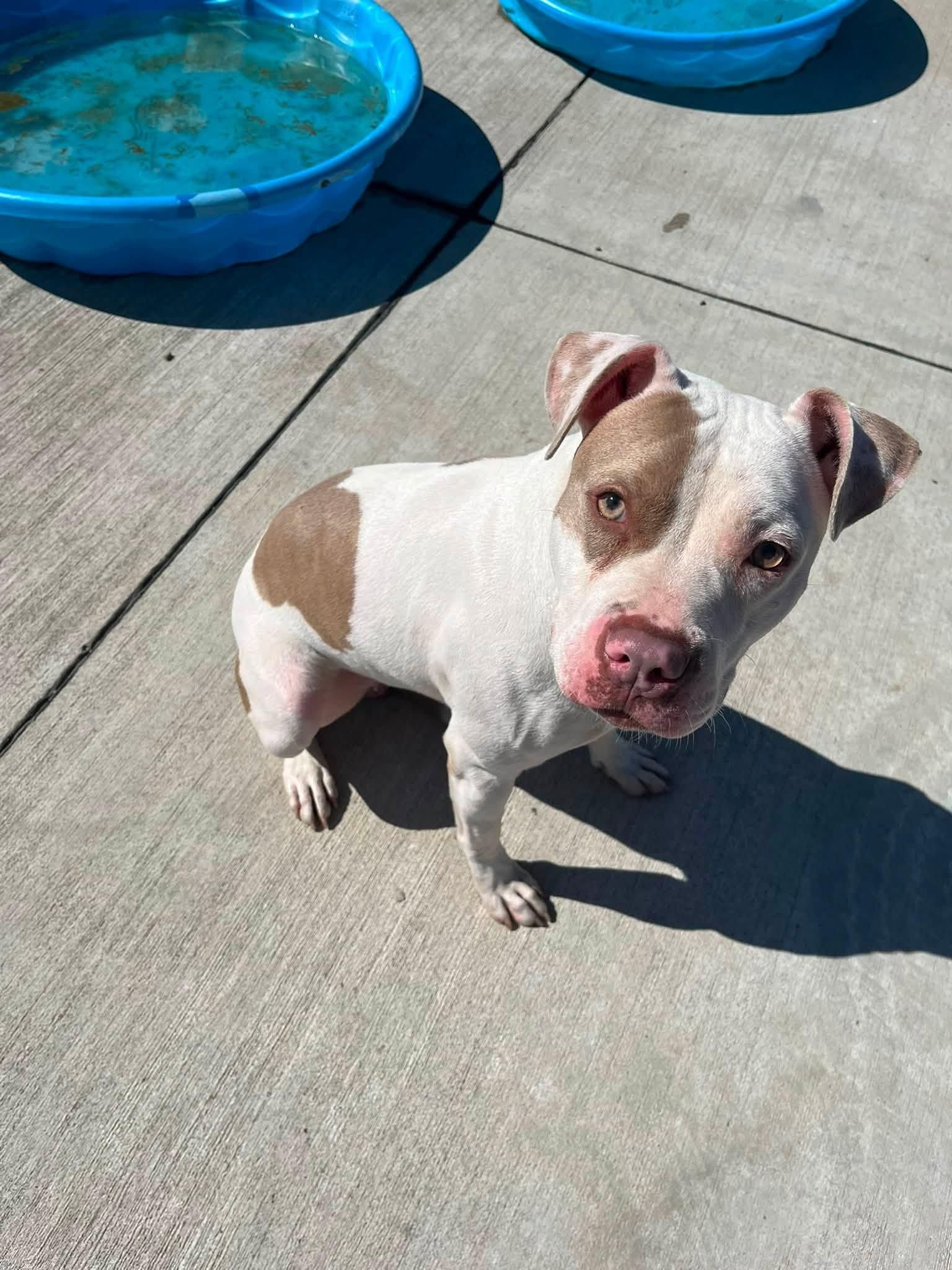 Enlarge Alani, a ADOPTABLE mixed breed in Lincoln Park, MI image 2/2