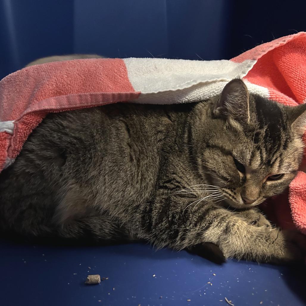 Indigo-I'm in a foster home! Call to meet with me!, Adoptable, Adult Female Domestic Short Hair.