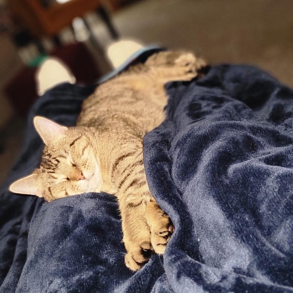 Indigo-I'm in a foster home! Call to meet with me!, Adoptable, Adult Female Domestic Short Hair.