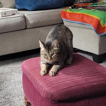 Indigo-I'm in a foster home! Call to meet with me! — thumbnail 2