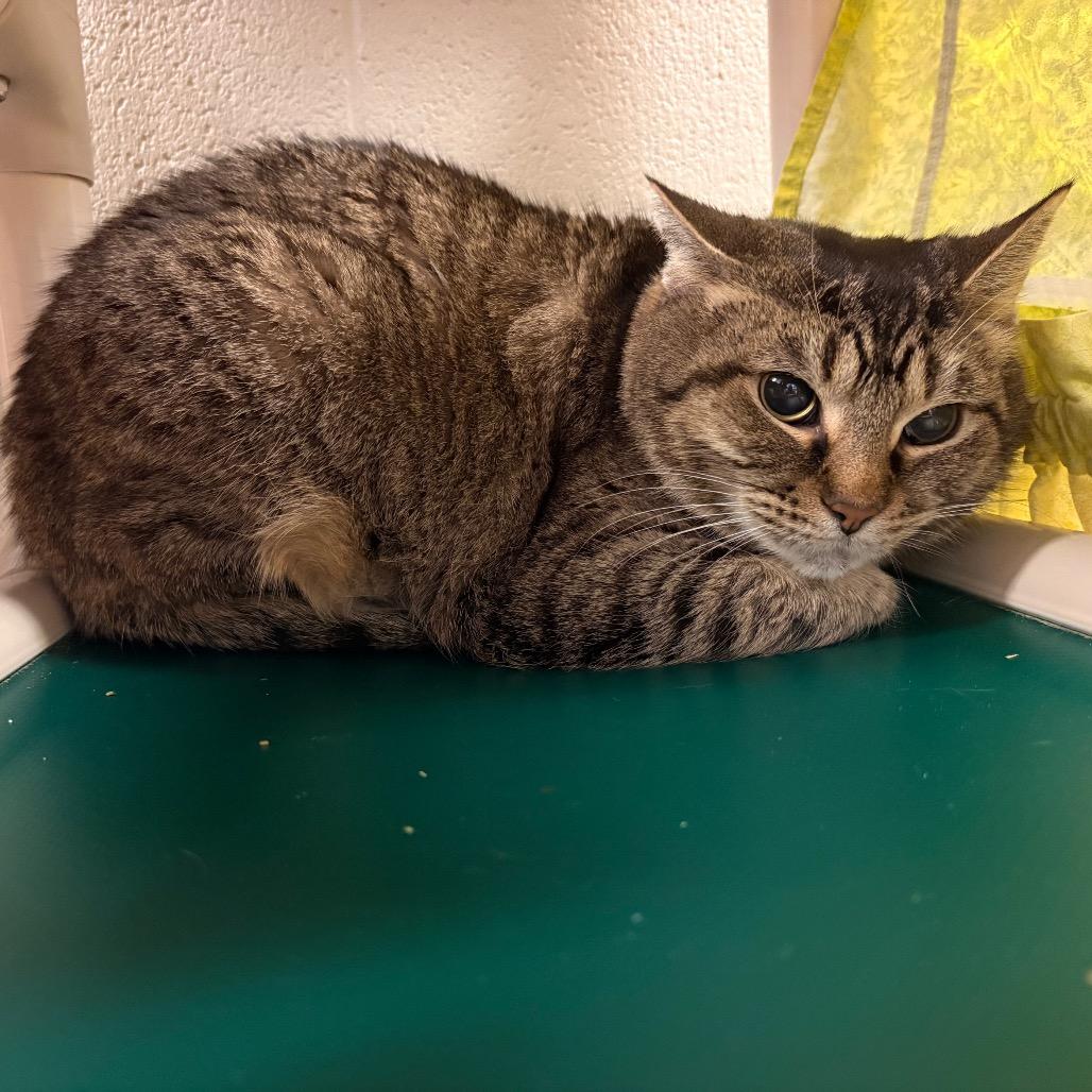 Indigo-I'm in a foster home! Call to meet with me! — thumbnail 3