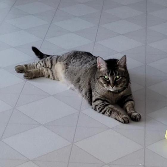 Indigo-I'm in a foster home! Call to meet with me! — thumbnail 4