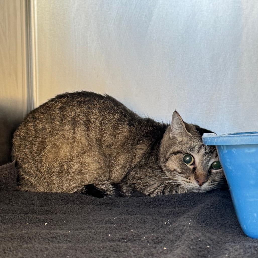 Enlarge Indigo-I'm in a foster home! Call to meet with me!, a Adoptable Domestic Short Hair in Bristol, IN image 3/3