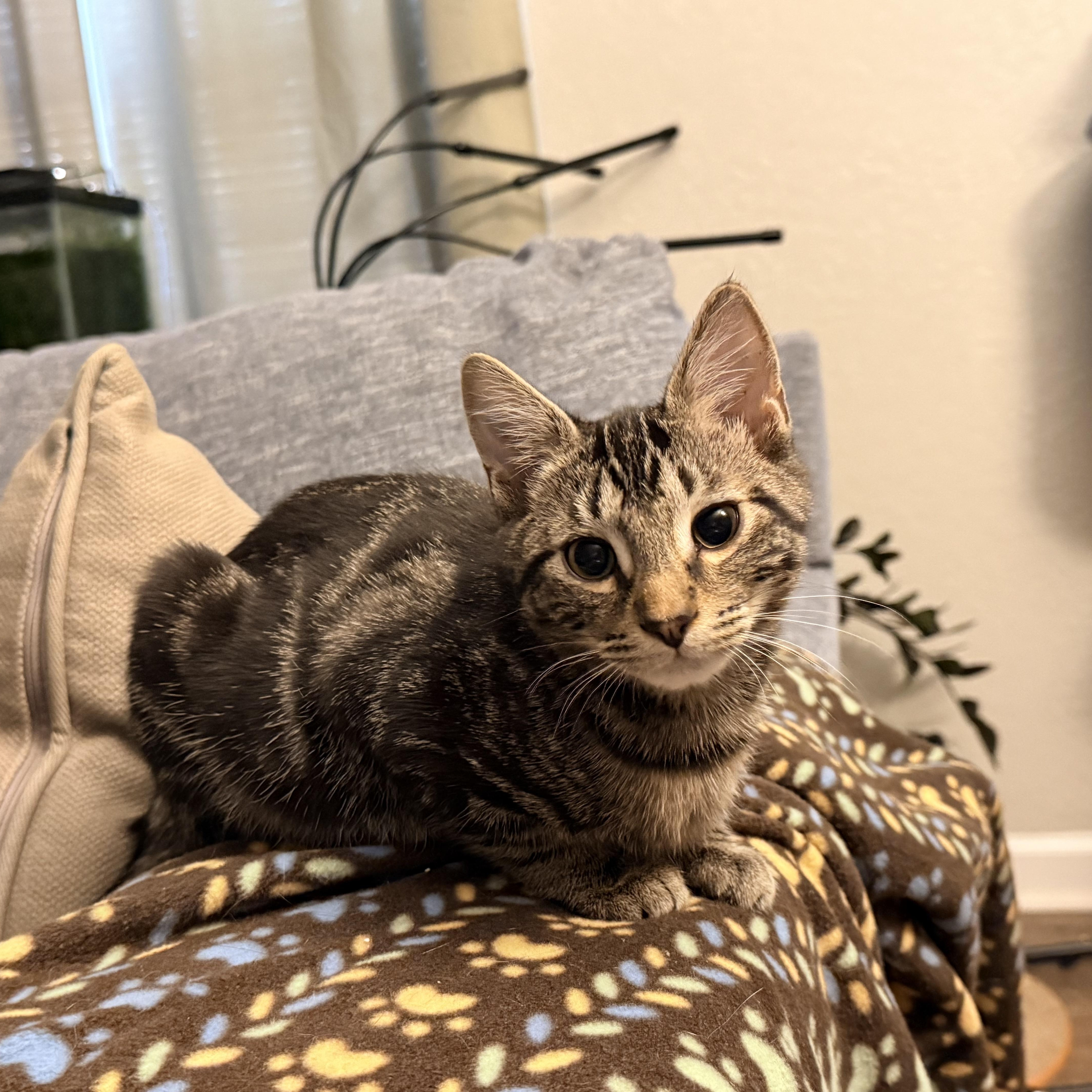 Enlarge Poblano - Athens, GA, a Adoptable mixed breed in Athens, GA image 6/6
