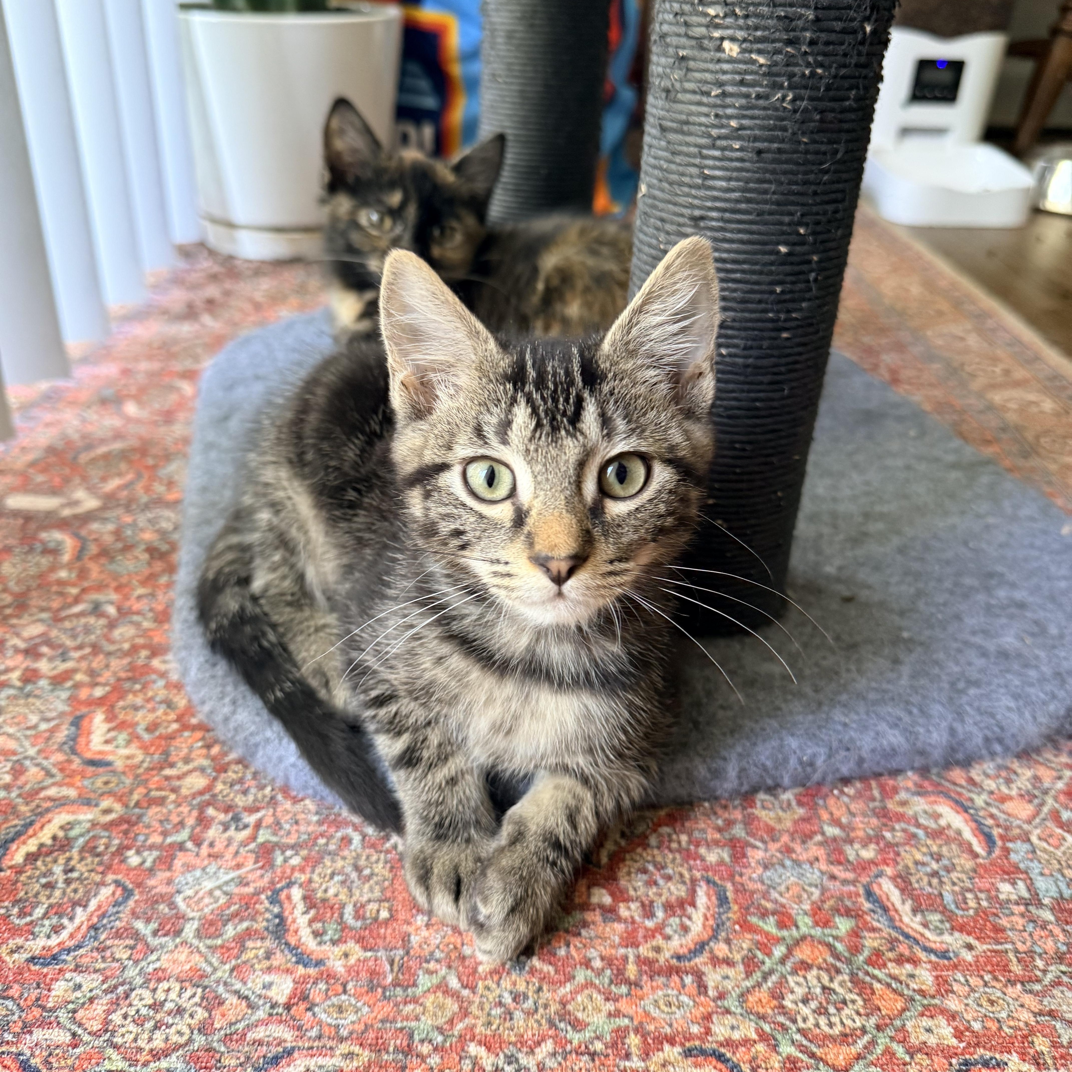 Enlarge Poblano - Athens, GA, a Adoptable mixed breed in Athens, GA image 3/6