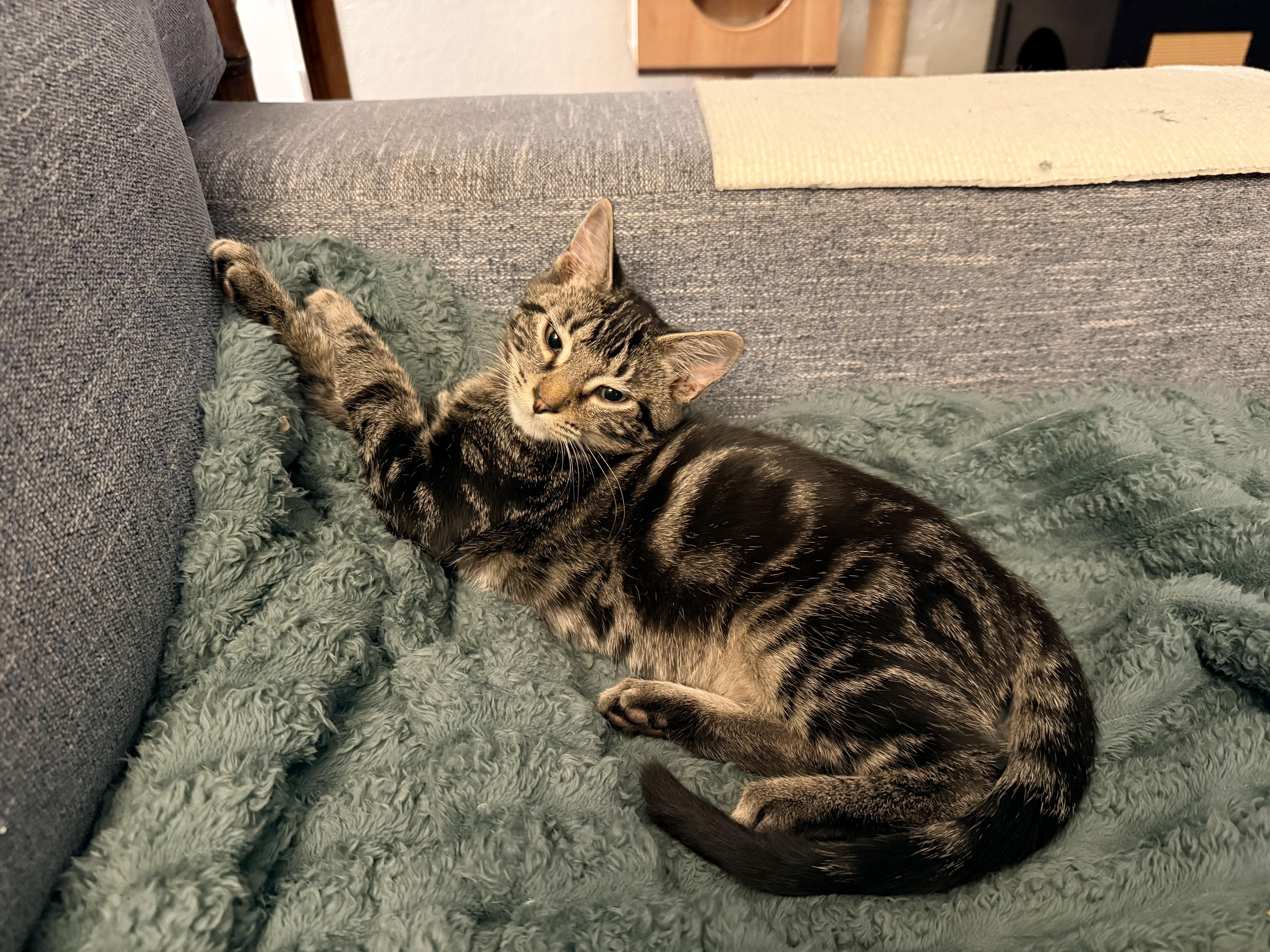 Poblano - Athens, GA, Adoptable, Kitten Male Domestic Short Hair & Tabby.