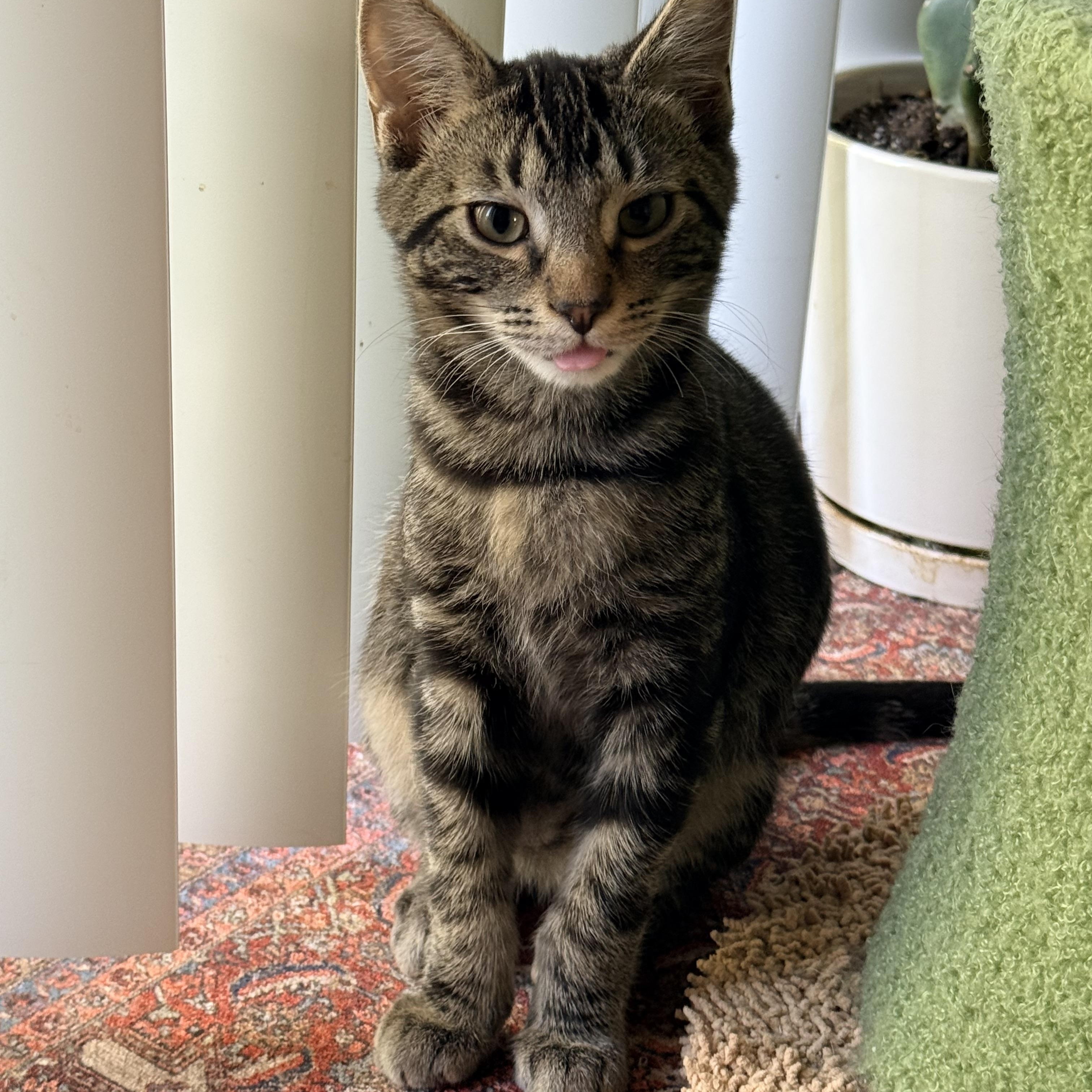 Enlarge Poblano - Athens, GA, a Adoptable mixed breed in Athens, GA image 2/6