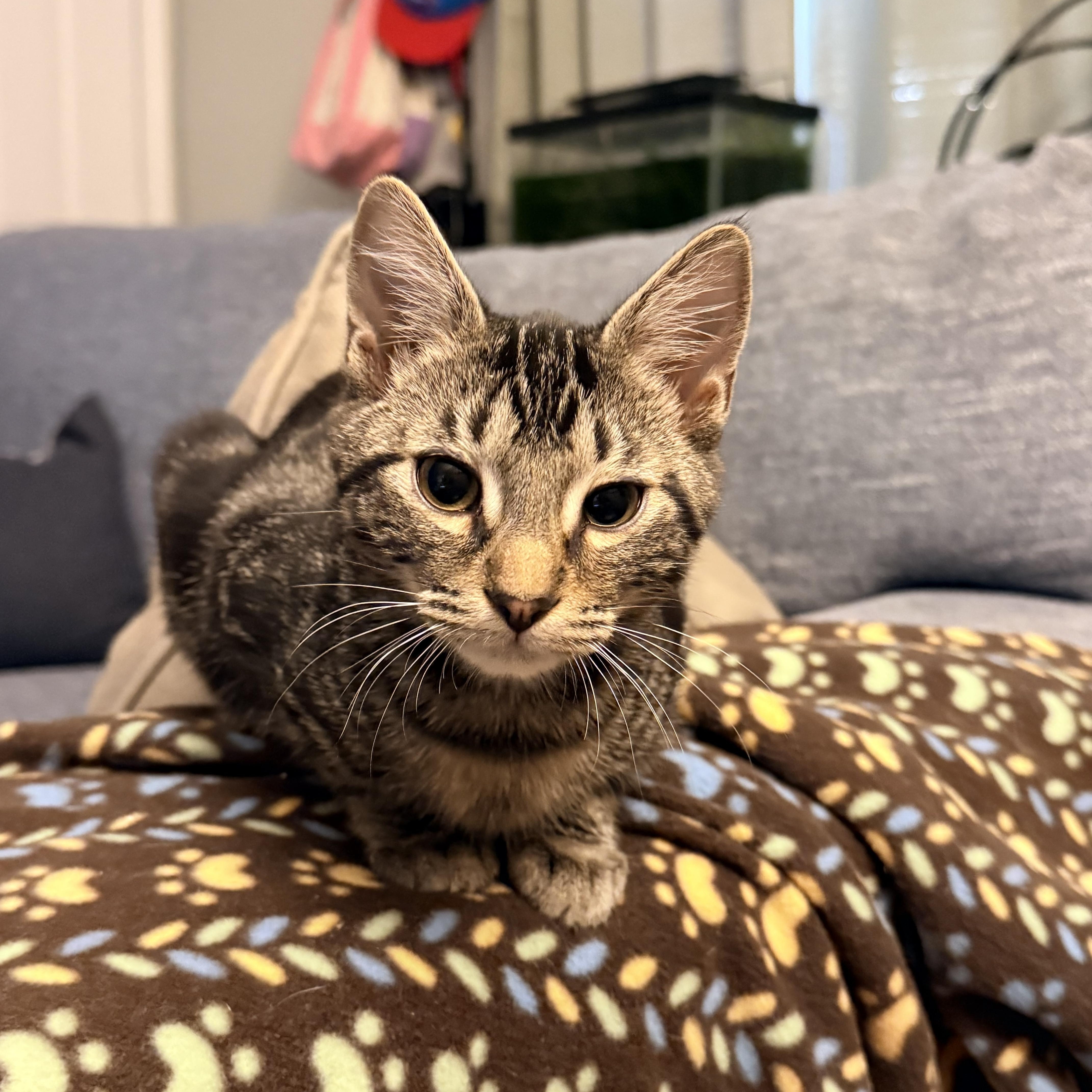 Enlarge Poblano - Athens, GA, a Adoptable mixed breed in Athens, GA image 5/6