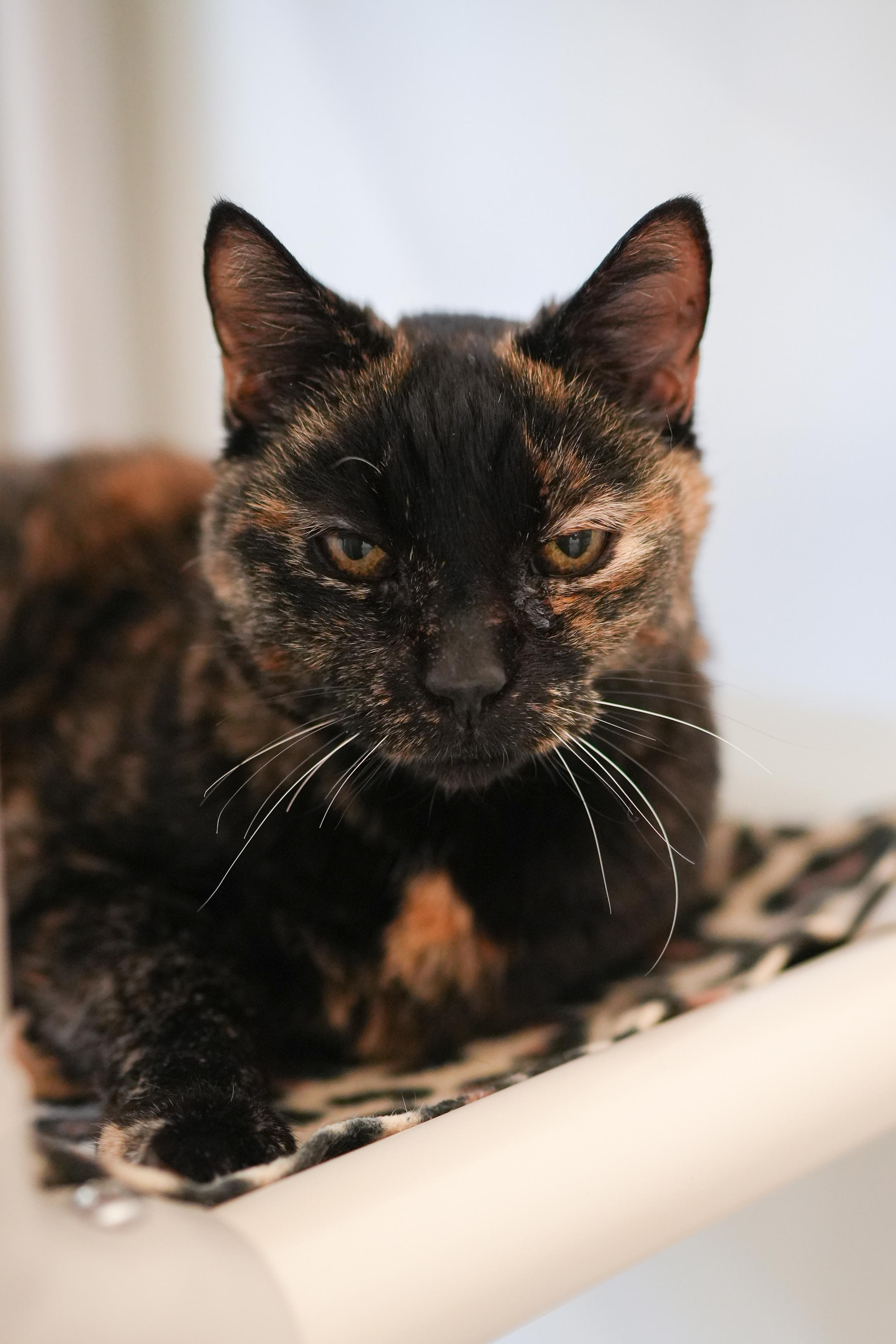 Emma, ADOPTABLE, Senior Female Domestic Short Hair.