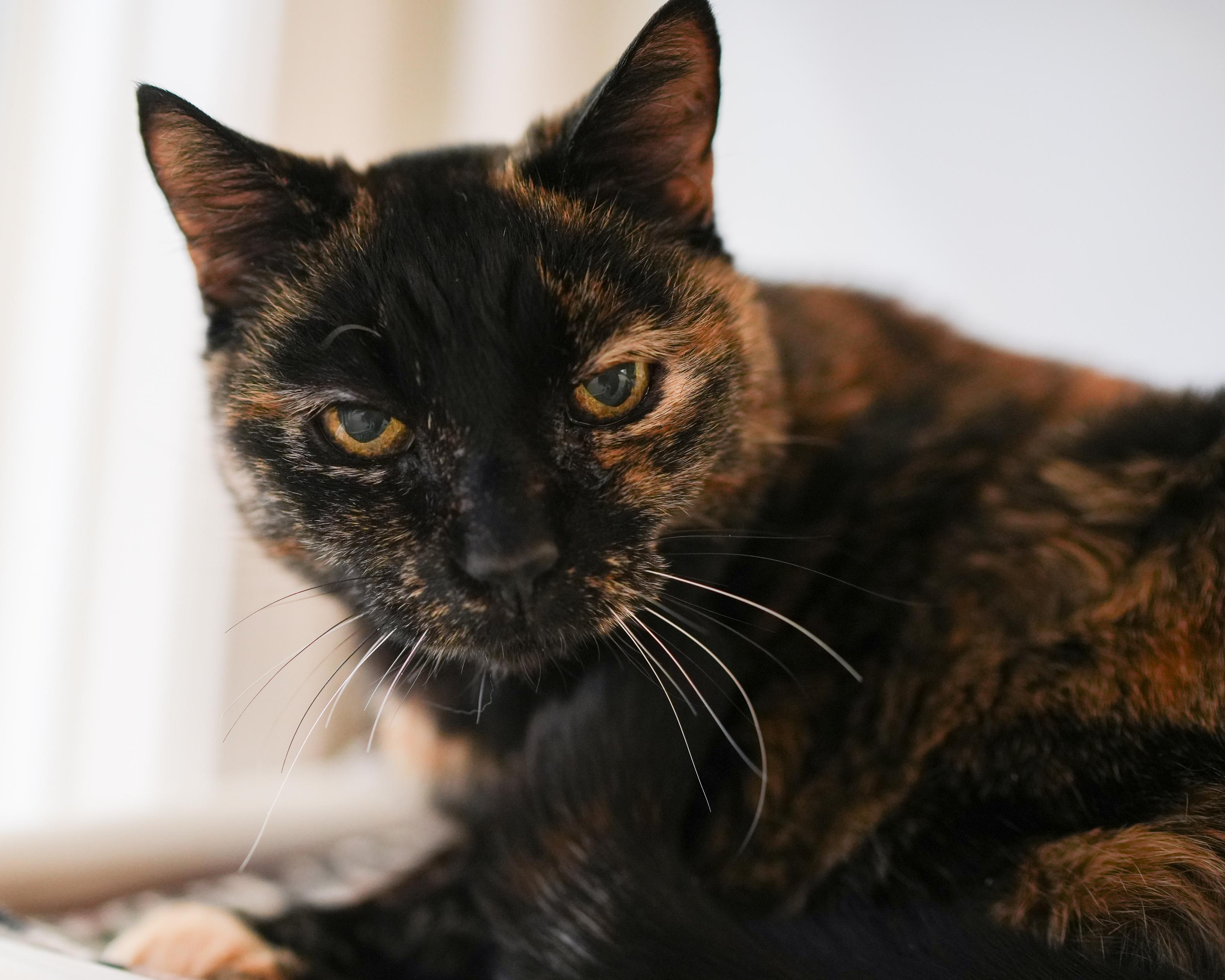Emma, a ADOPTABLE Domestic Short Hair in Boise, ID image 3/3