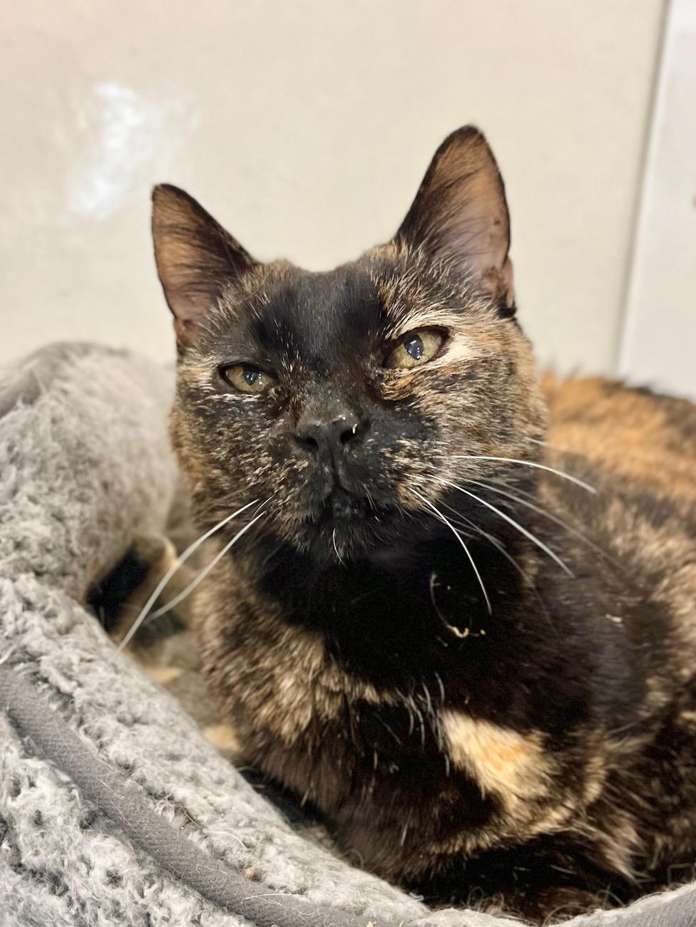 Emma, a ADOPTABLE Domestic Short Hair in Boise, ID image 1/4