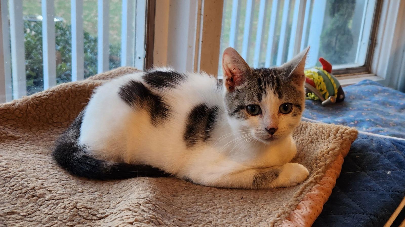 Oscar, Adopted, Young Male Domestic Short Hair.