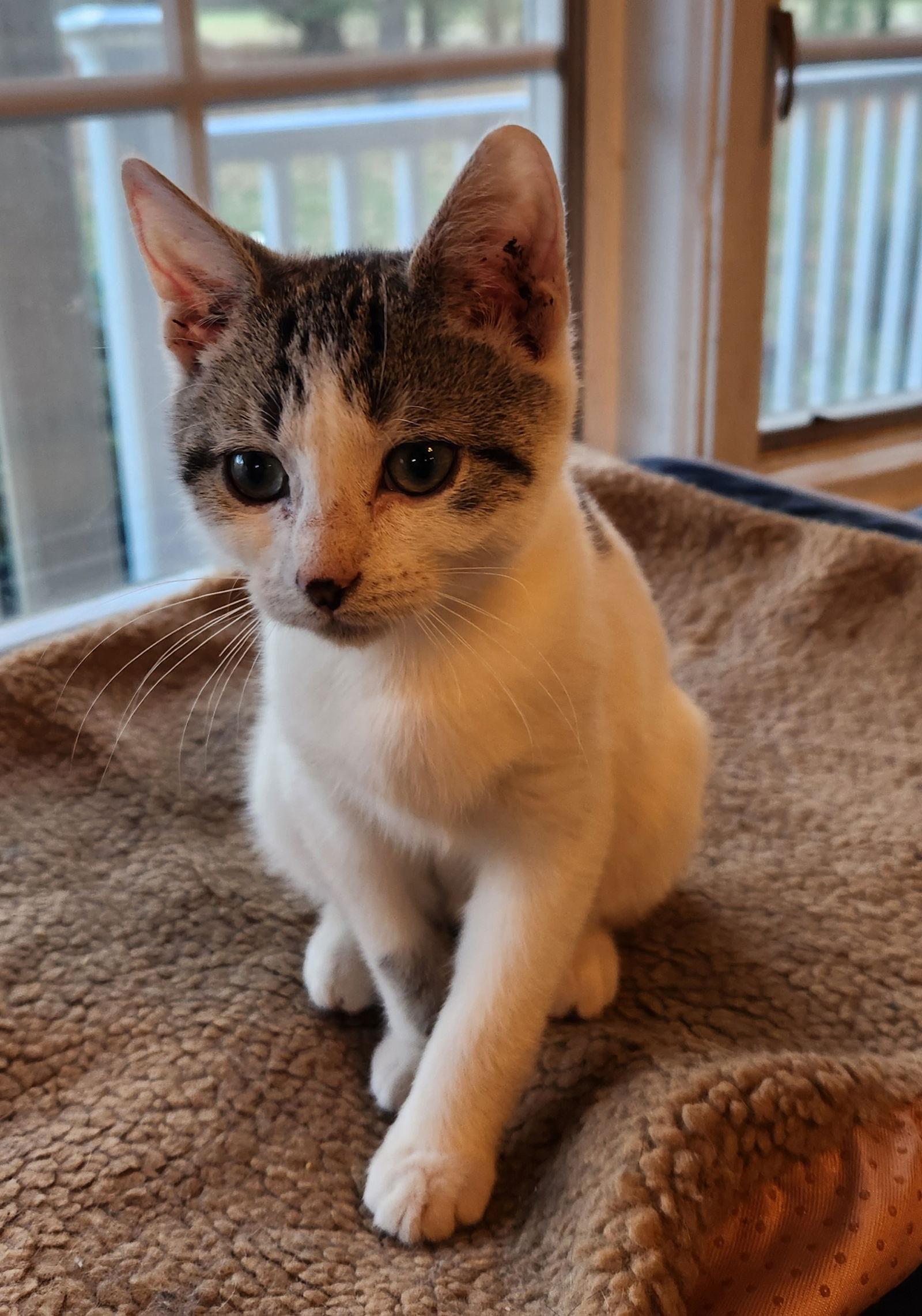 Enlarge Oscar, a Adopted Domestic Short Hair in Ocean Pines, MD image 2/2