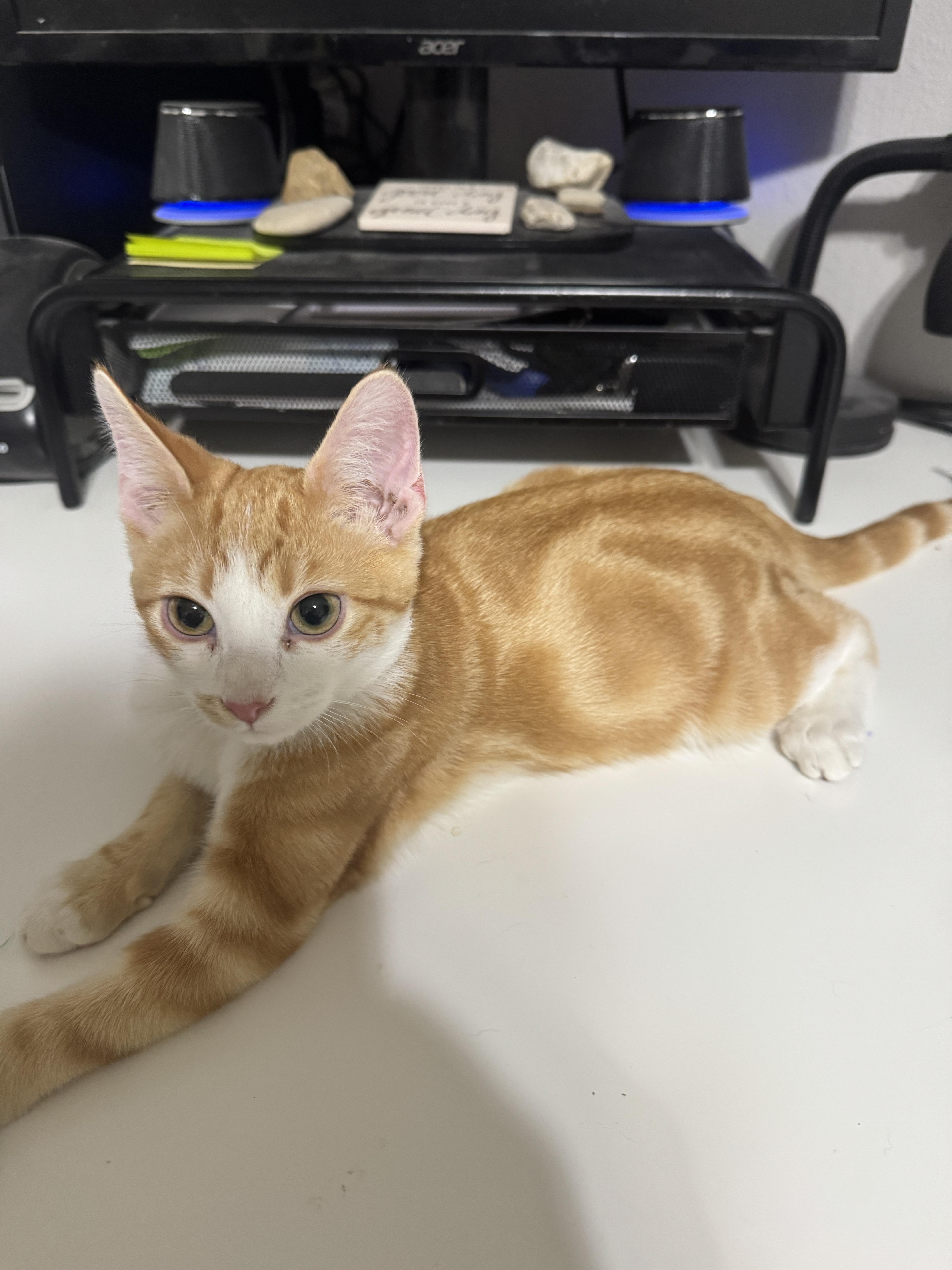 Leo