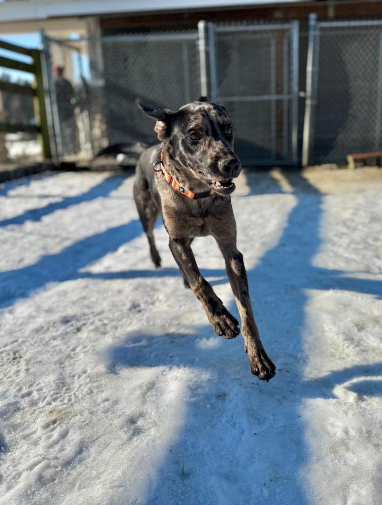 Enlarge Hugo, a Adoptable mixed breed in Hudson, NY image 1/6
