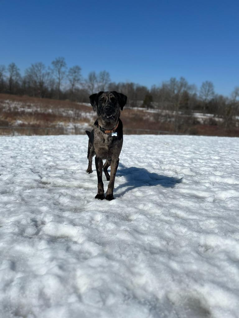 Enlarge Hugo, a Adoptable mixed breed in Hudson, NY image 2/6