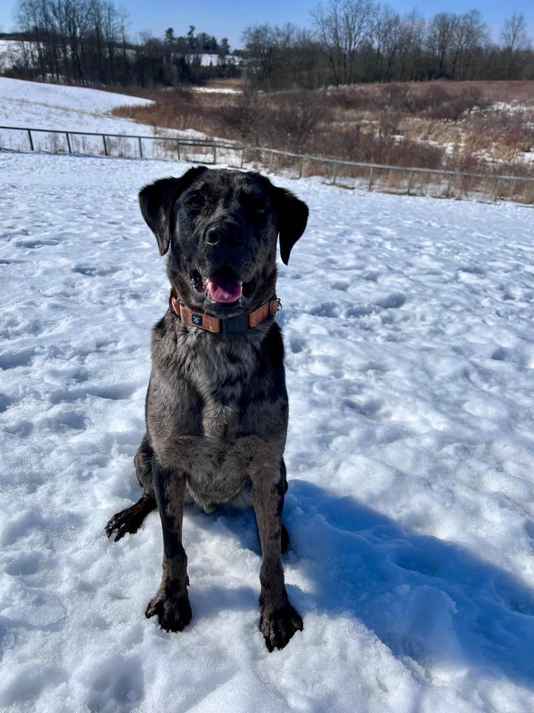 Enlarge Hugo, a Adoptable mixed breed in Hudson, NY image 3/6