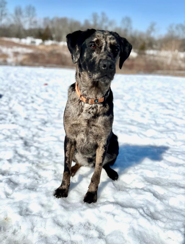 Enlarge Hugo, a Adoptable mixed breed in Hudson, NY image 4/6