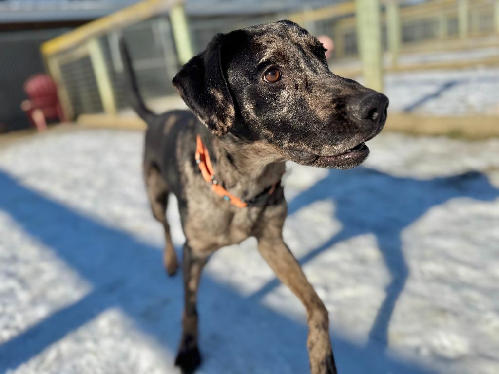 Enlarge Hugo, a Adoptable mixed breed in Hudson, NY image 6/6