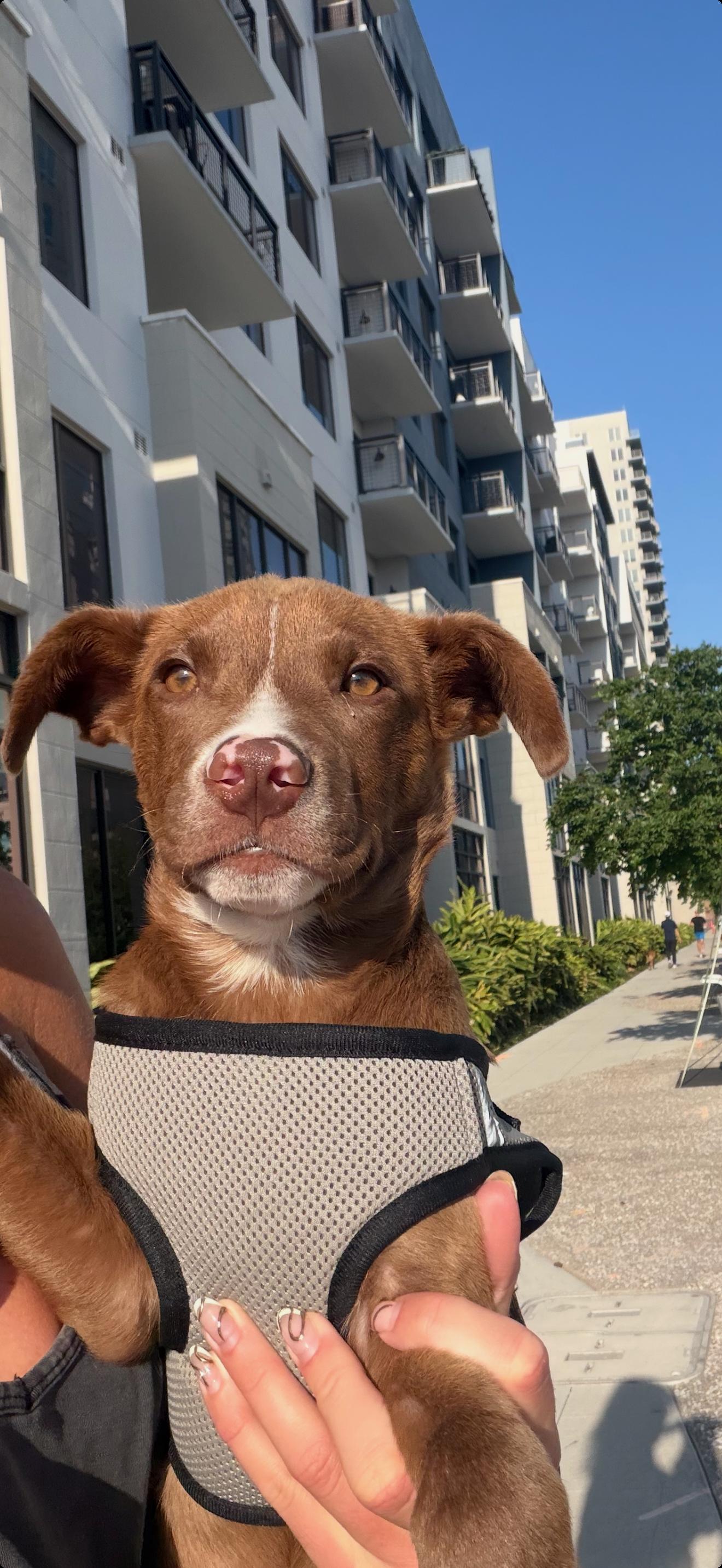 Enlarge Stetson, an adopted mixed breed in tampa, FL image 6/6