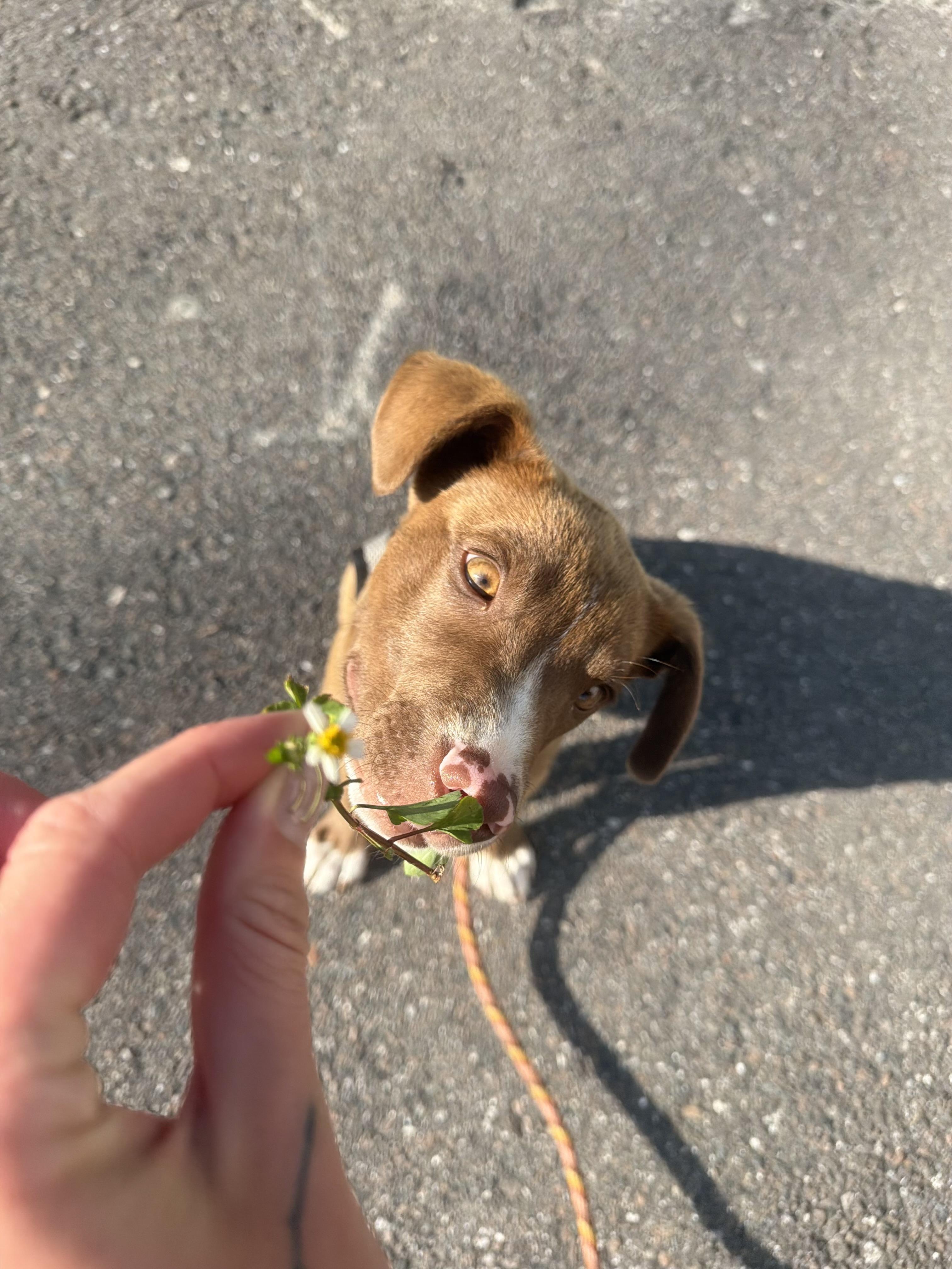 Enlarge Stetson, an adopted mixed breed in tampa, FL image 2/6