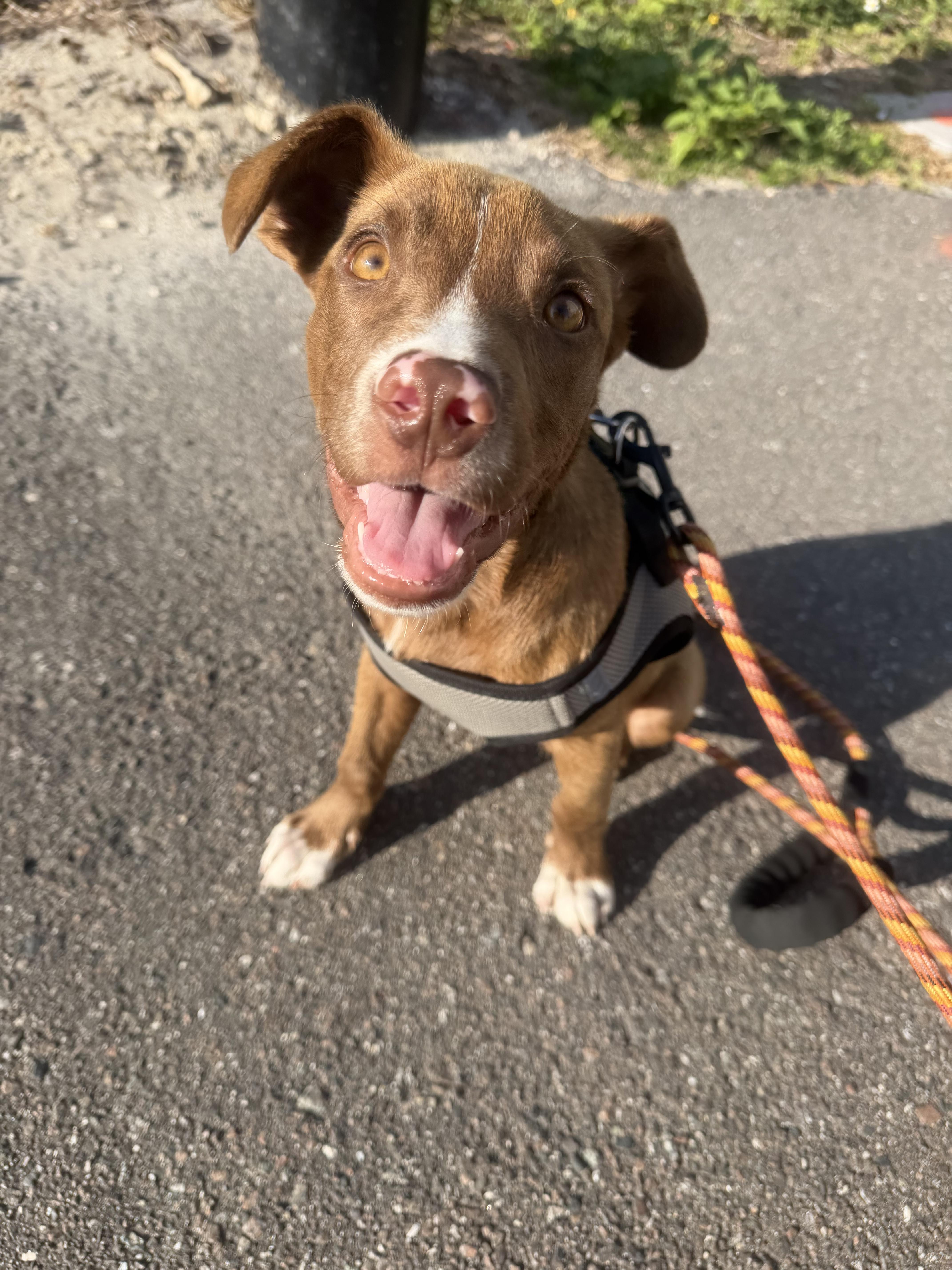 Enlarge Stetson, an adopted mixed breed in tampa, FL image 5/6