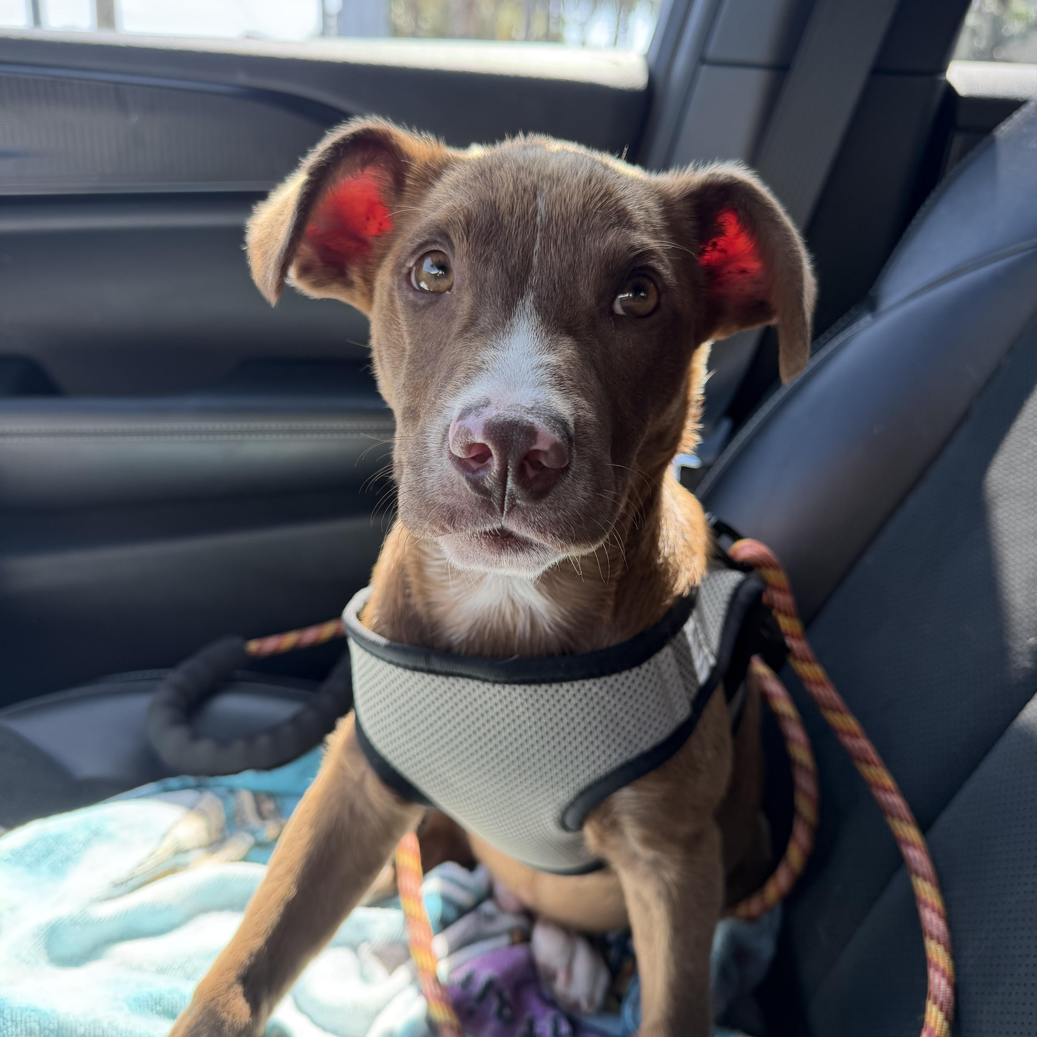Enlarge Stetson, an adopted mixed breed in tampa, FL image 1/6