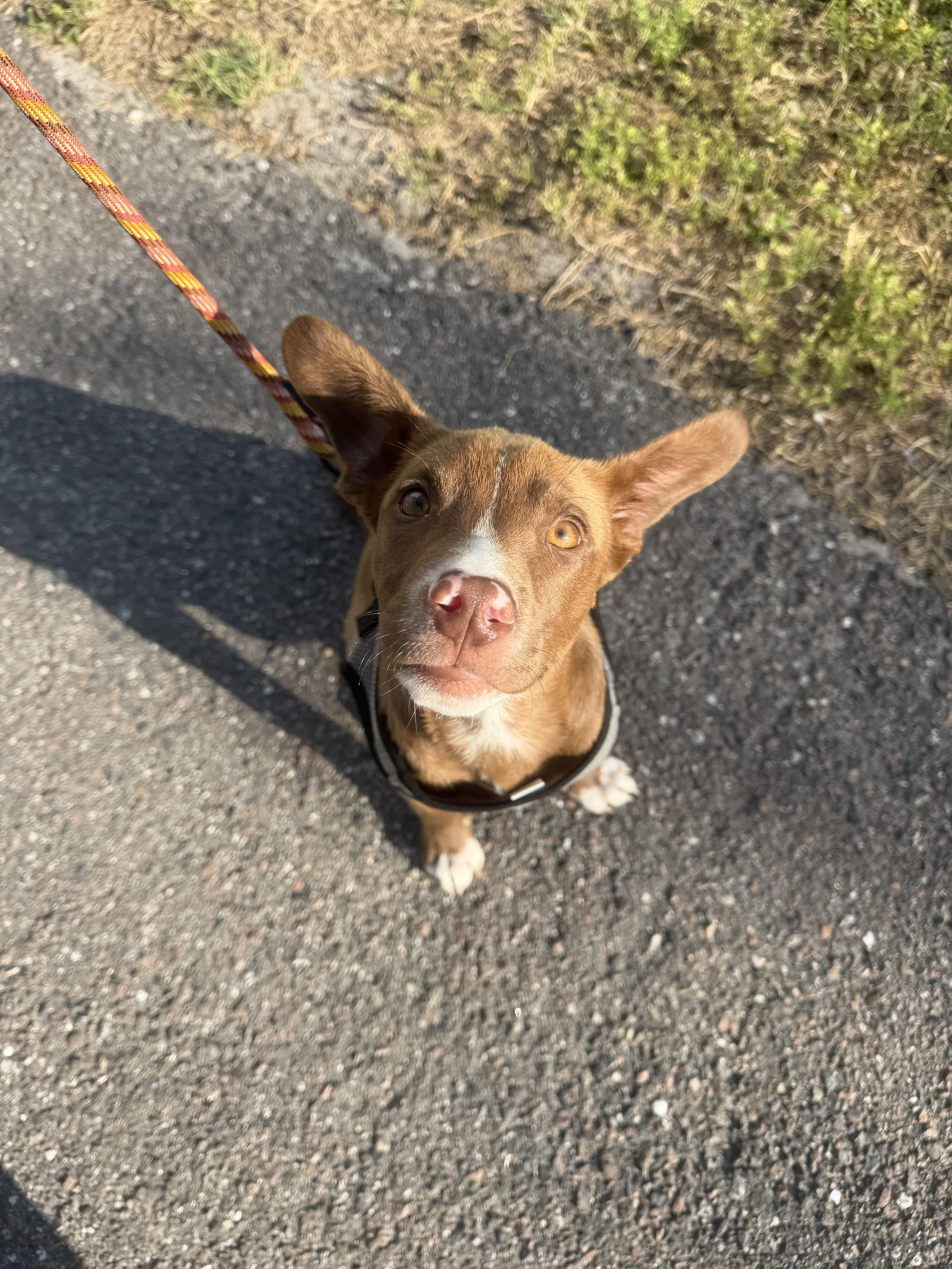 Enlarge Stetson, an adopted mixed breed in tampa, FL image 3/6