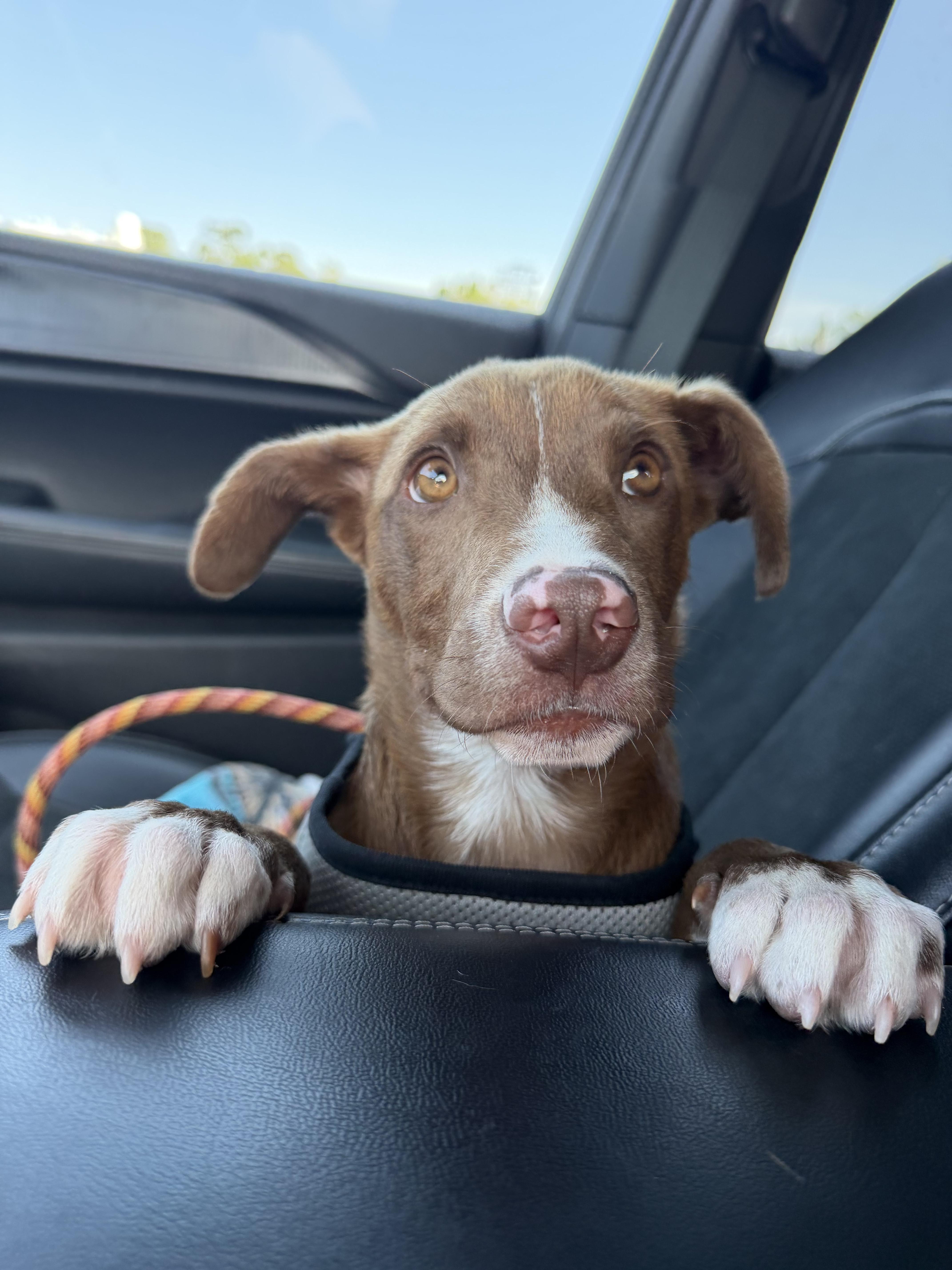 Enlarge Stetson, an adopted mixed breed in tampa, FL image 4/6