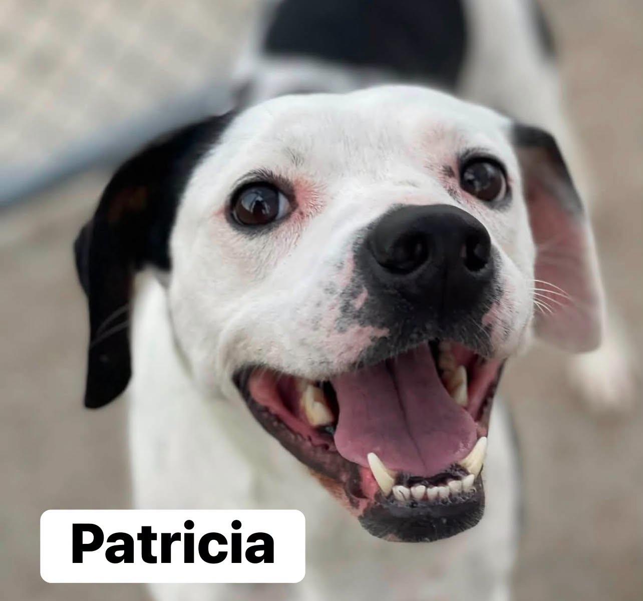 PATRICIA, ADOPTABLE, Young Female Brittany Spaniel.