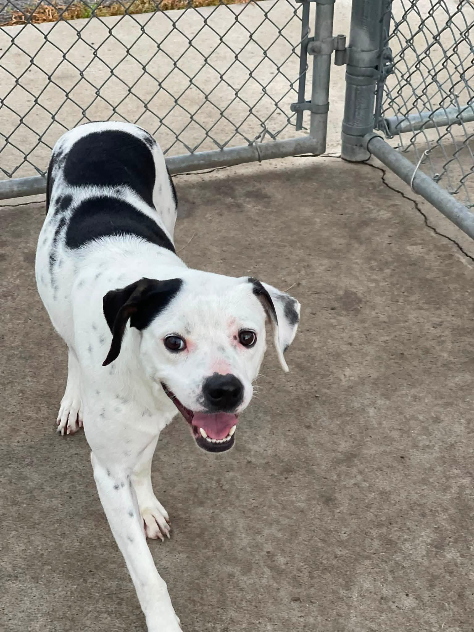 PATRICIA, a ADOPTABLE Brittany Spaniel in North Kansas City, MO image 2/2