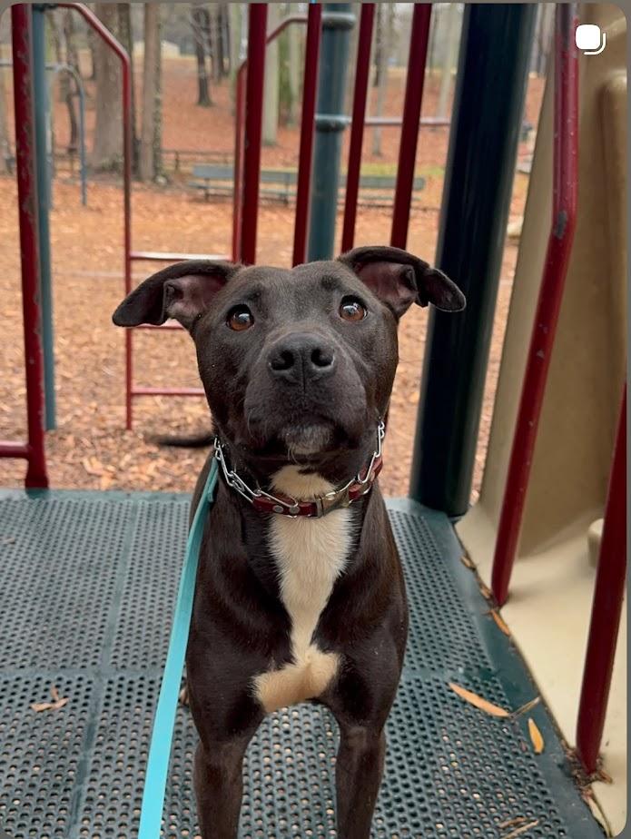 Enlarge Lizzie (Foster/Adopter Needed By Jan 1st!), a ADOPTABLE mixed breed in Charlotte, NC image 1/4