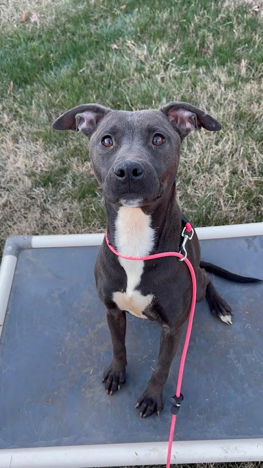 Enlarge Lizzie (Foster/Adopter Needed By Jan 1st!), a ADOPTABLE mixed breed in Charlotte, NC image 3/4