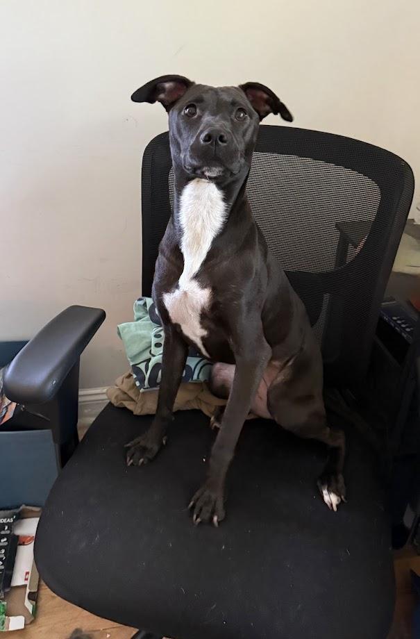 Enlarge Lizzie (Foster/Adopter Needed By Jan 1st!), a ADOPTABLE mixed breed in Charlotte, NC image 4/4