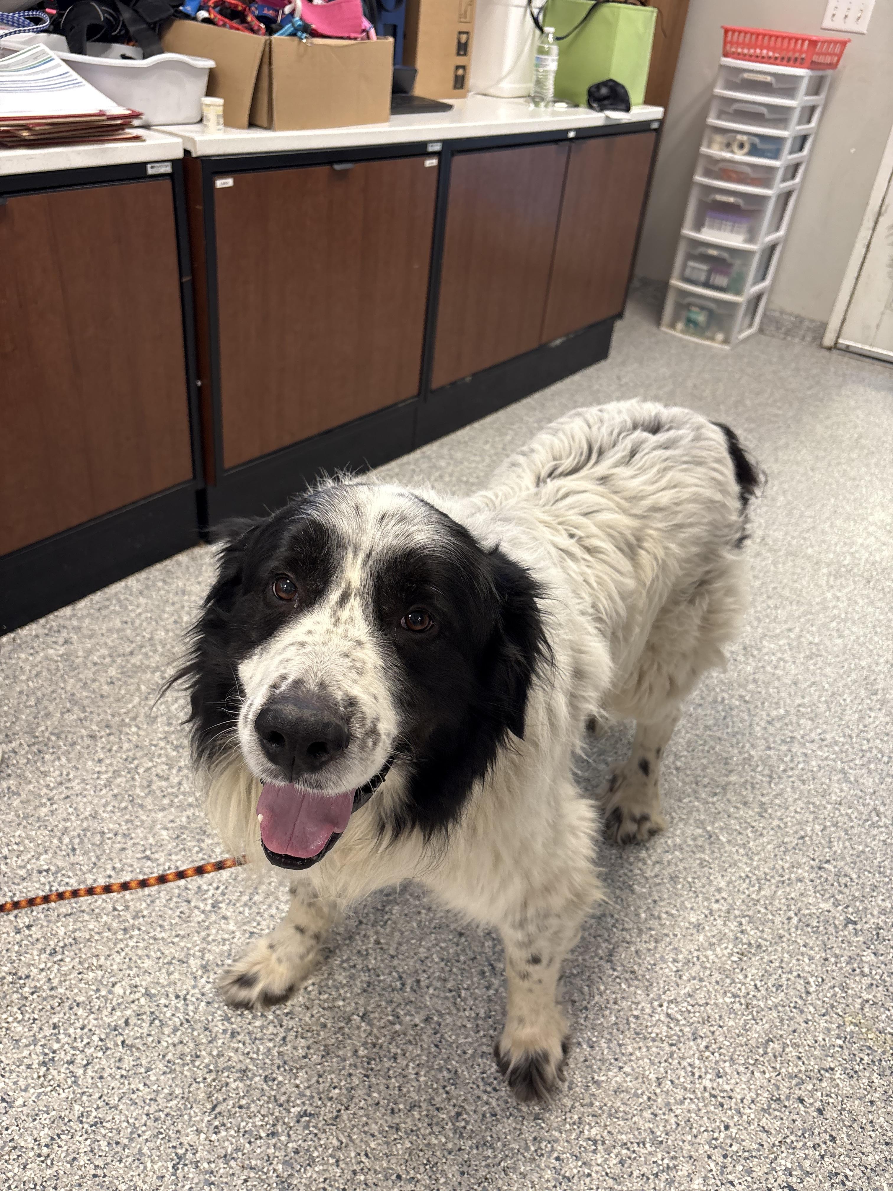 Enlarge Luka, a ADOPTABLE mixed breed in Normal, IL image 3/4