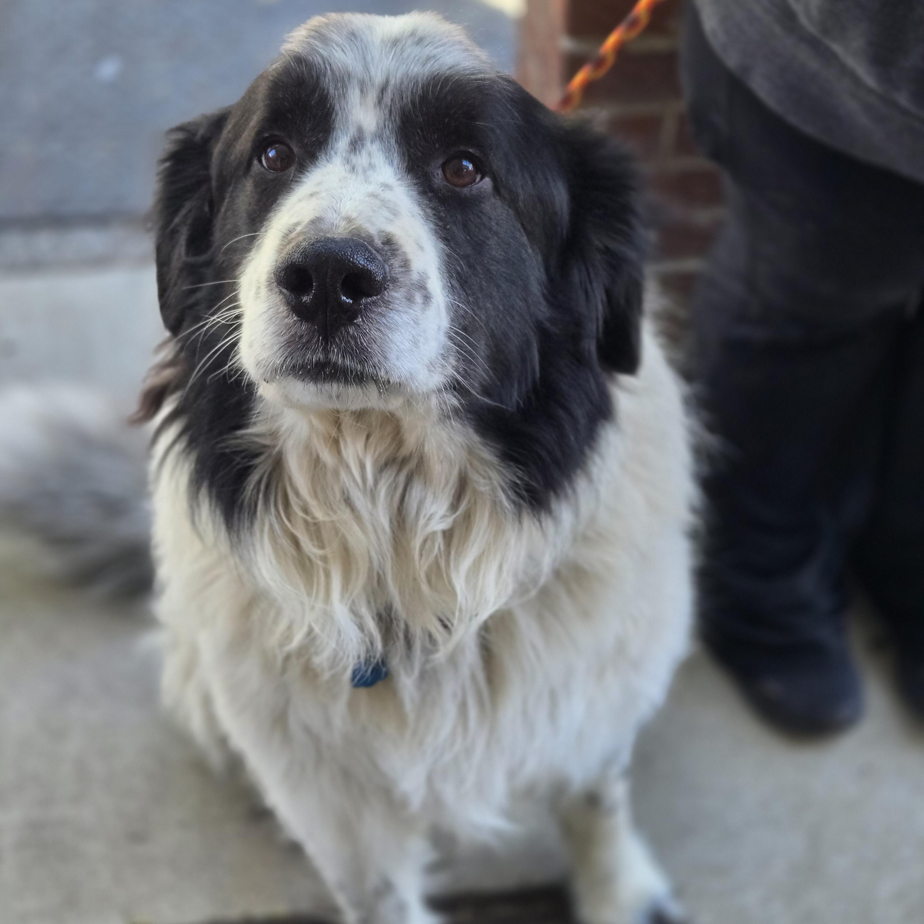 Enlarge Luka, a ADOPTABLE mixed breed in Normal, IL image 2/4