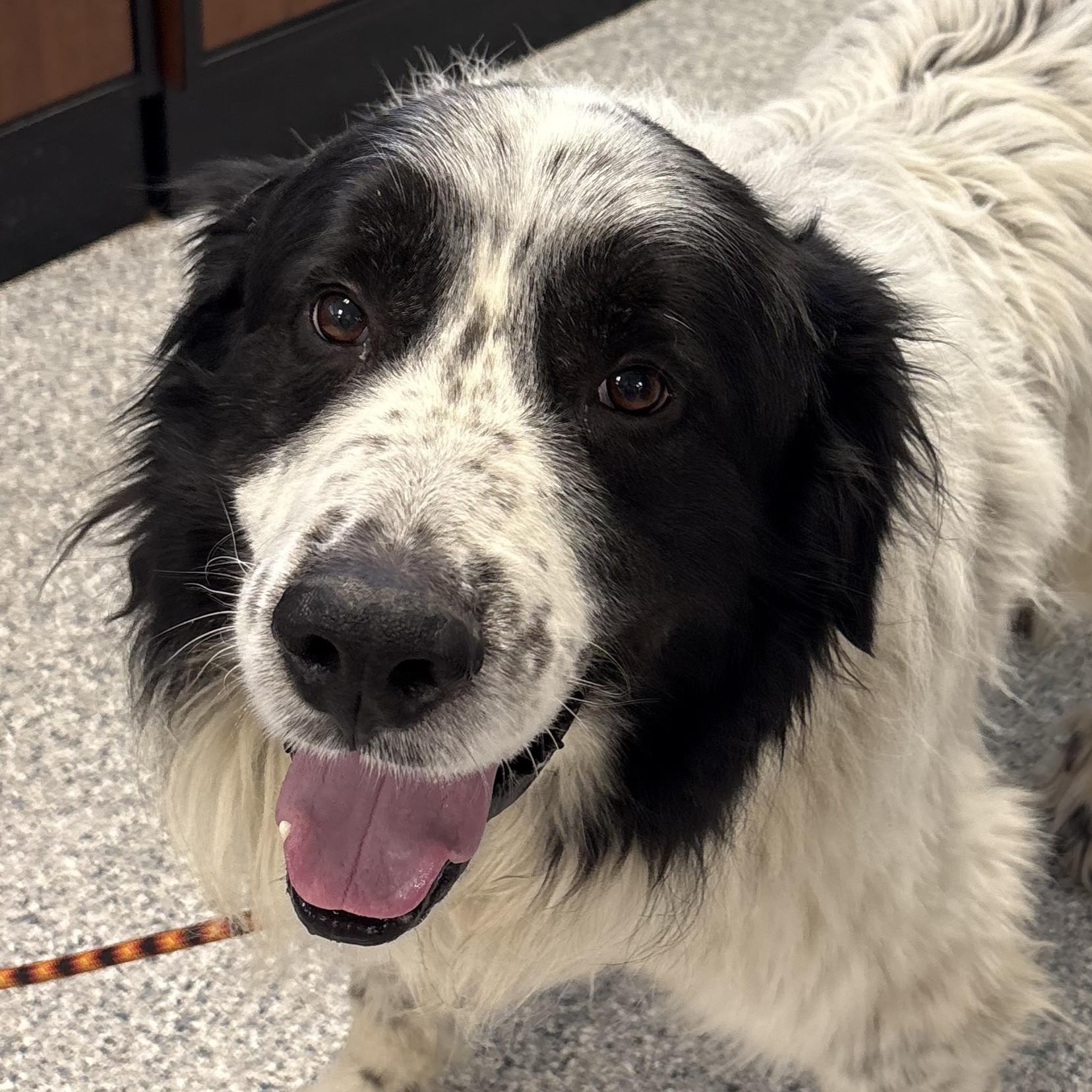 Enlarge Luka, a ADOPTABLE mixed breed in Normal, IL image 1/4